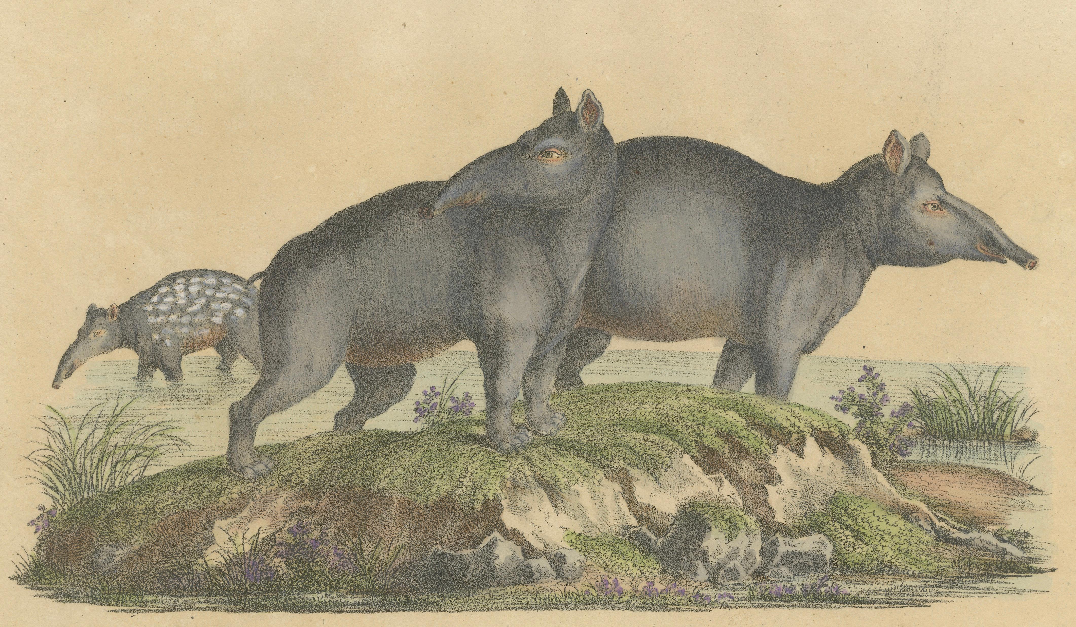 Tapir Family with Juvenile in Tropical Wetland, Brodtmann, 1816