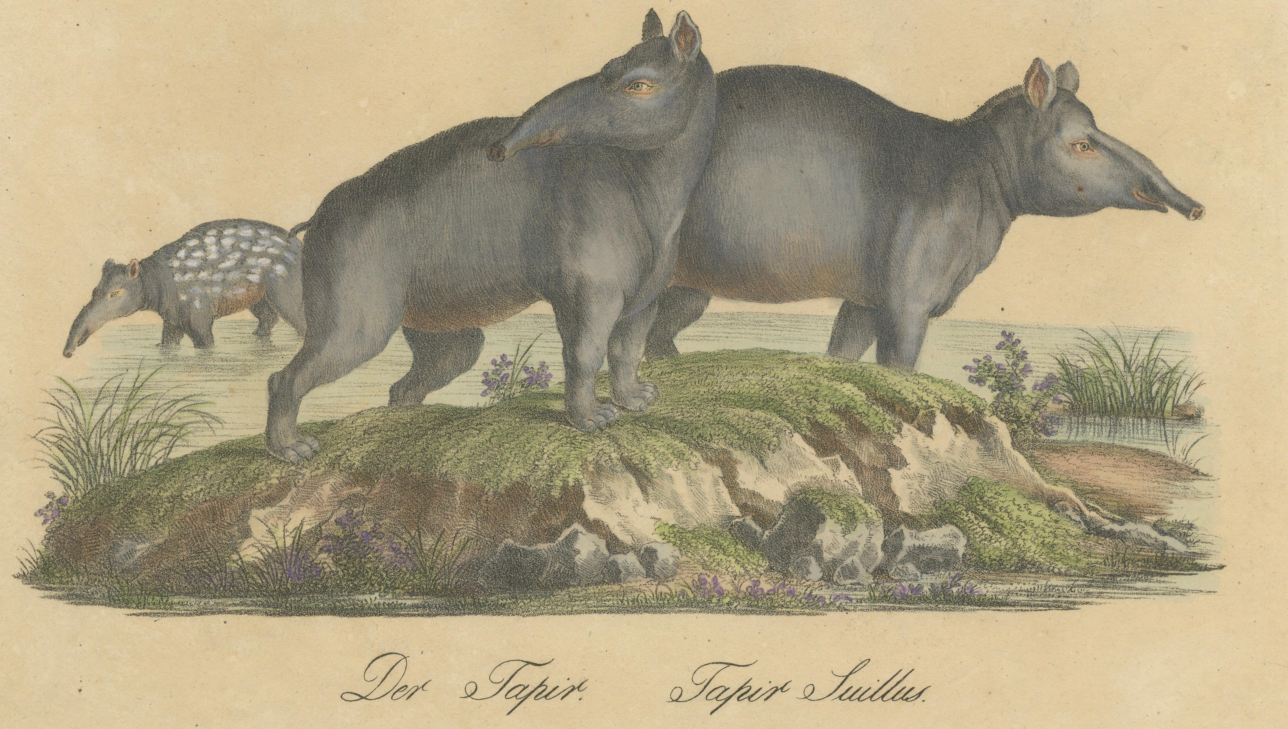 Tapir Family with Juvenile in Tropical Wetland, Brodtmann, 1816