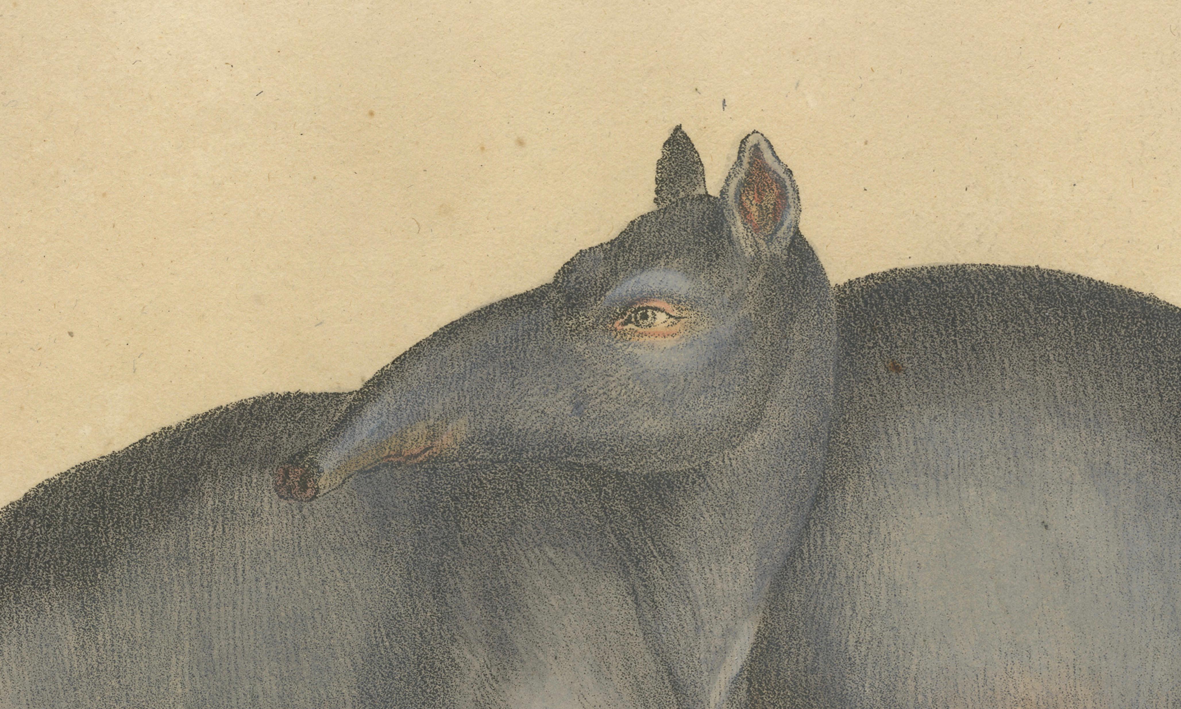 Tapir Family with Juvenile in Tropical Wetland, Brodtmann, 1816