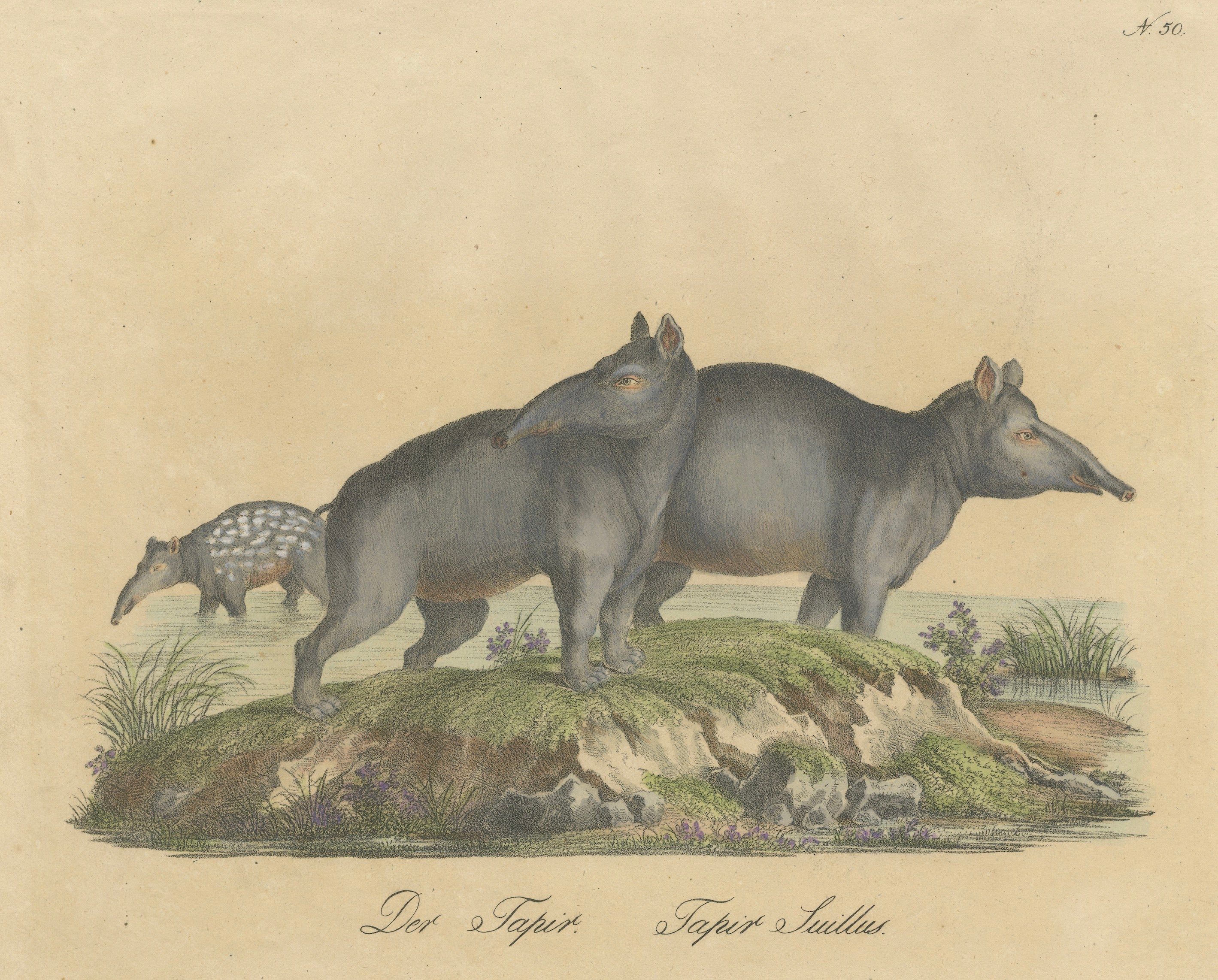 Tapir Family with Juvenile in Tropical Wetland, Brodtmann, 1816