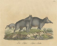 Tapir Family with Juvenile in Tropical Wetland, Brodtmann, 1816