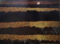 Fields of gold: Midnight sun