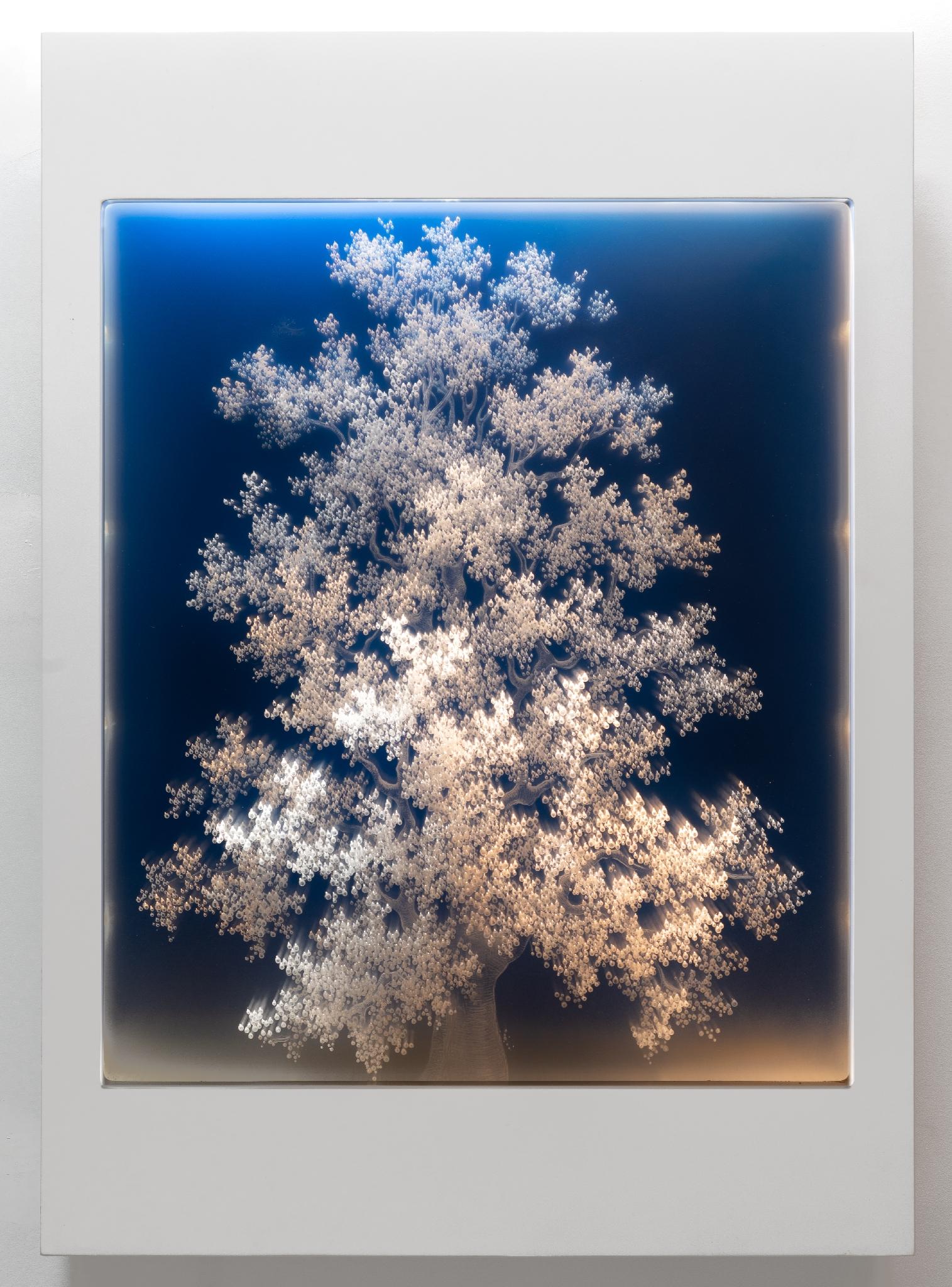 ÁRBOL DE LA LUZ, Verano
