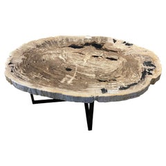 Taupe, Cream, Black Large Petrified Wood Coffee Table, Indonesia, Contemporary