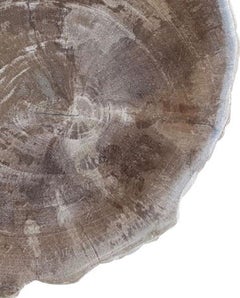 Taupe Petrified Wood Plate, Indonesian, Prehistoric