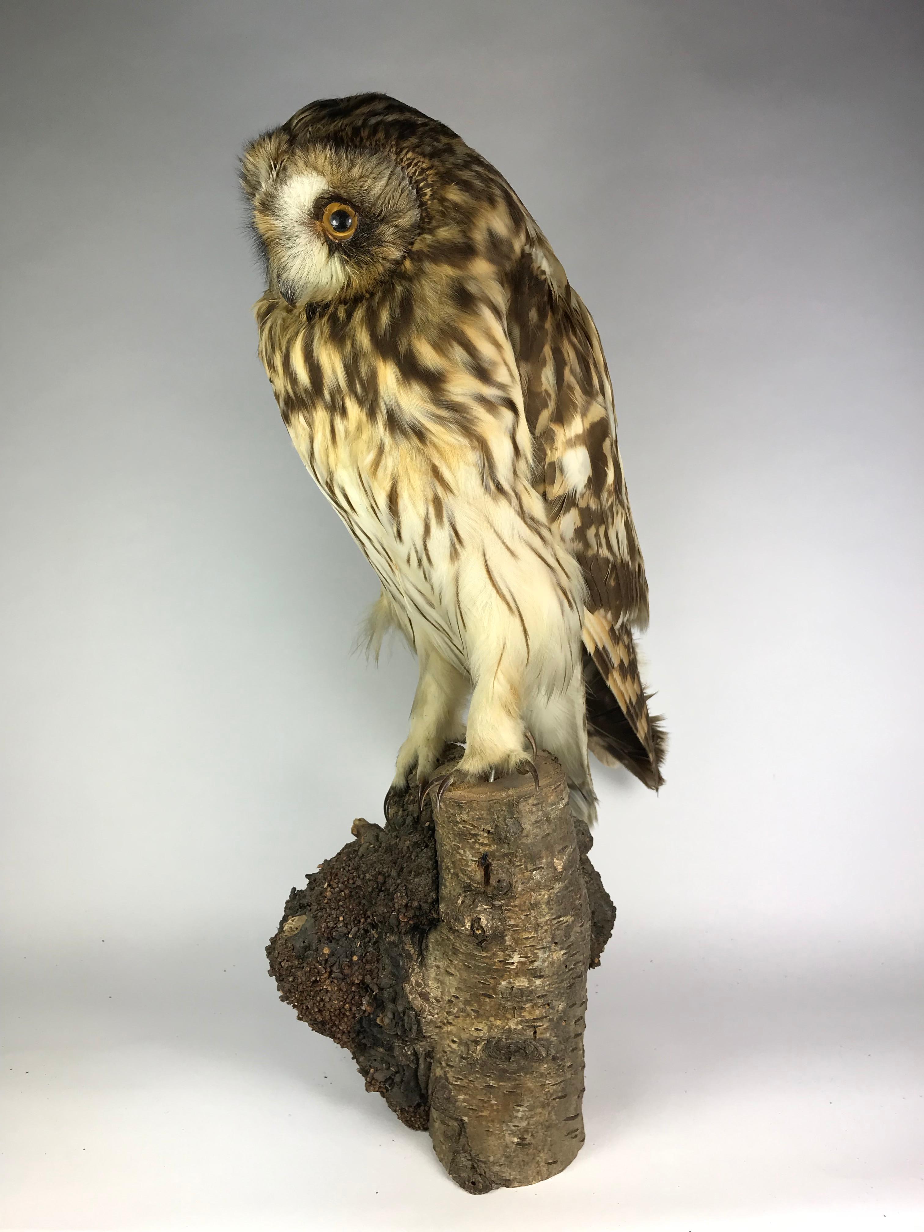 Tawny owl on a tree trunk, taxidermy, Europe, 20th century.