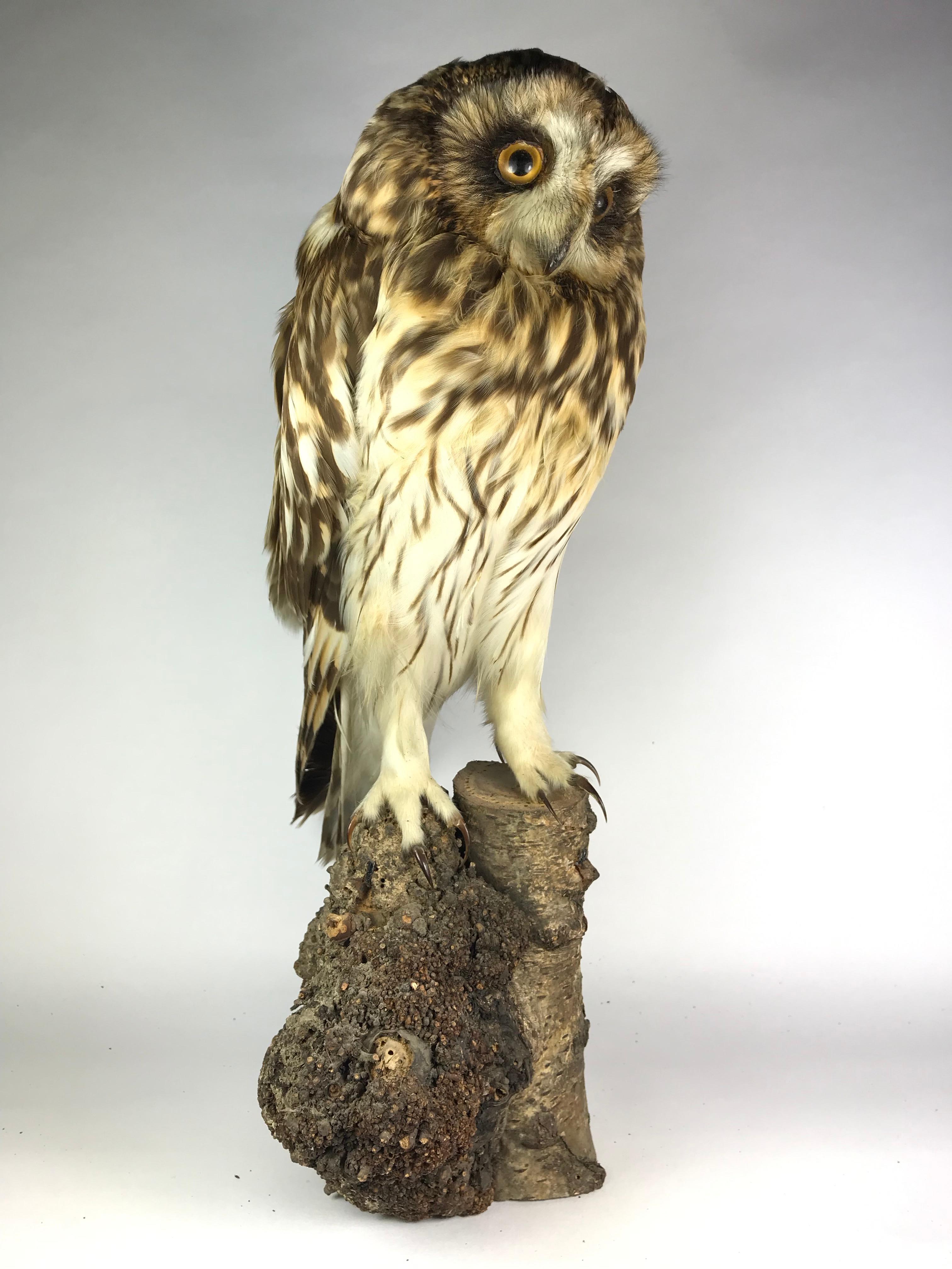 French Tawny or Wood Owl For Sale