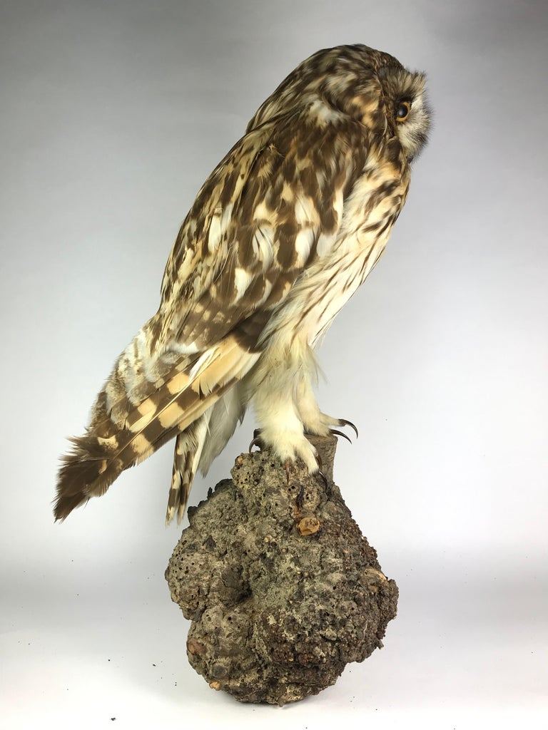 Tawny or Wood Owl For Sale at 1stDibs