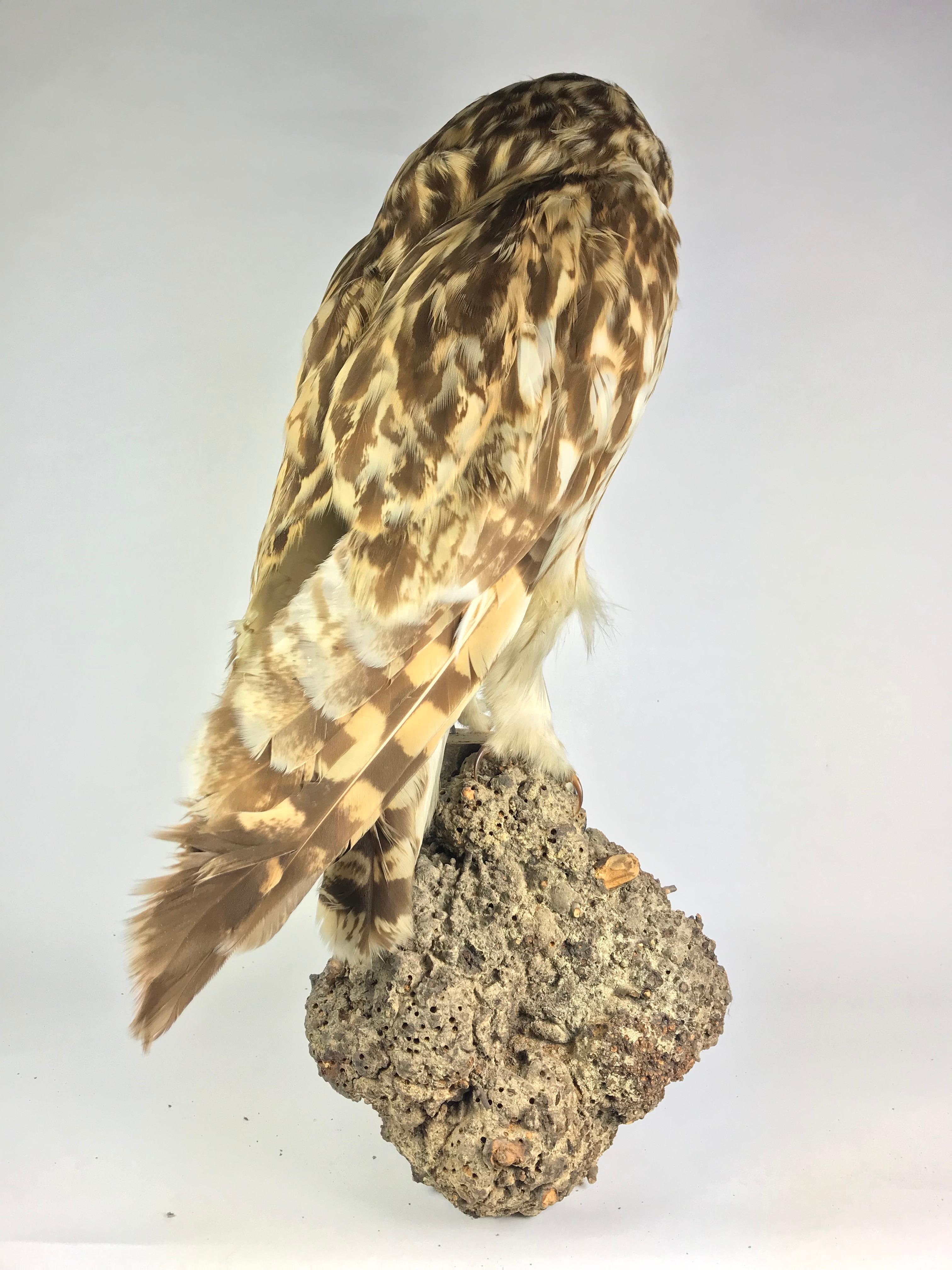 Tawny or Wood Owl In Good Condition For Sale In Sint Annaland, NL