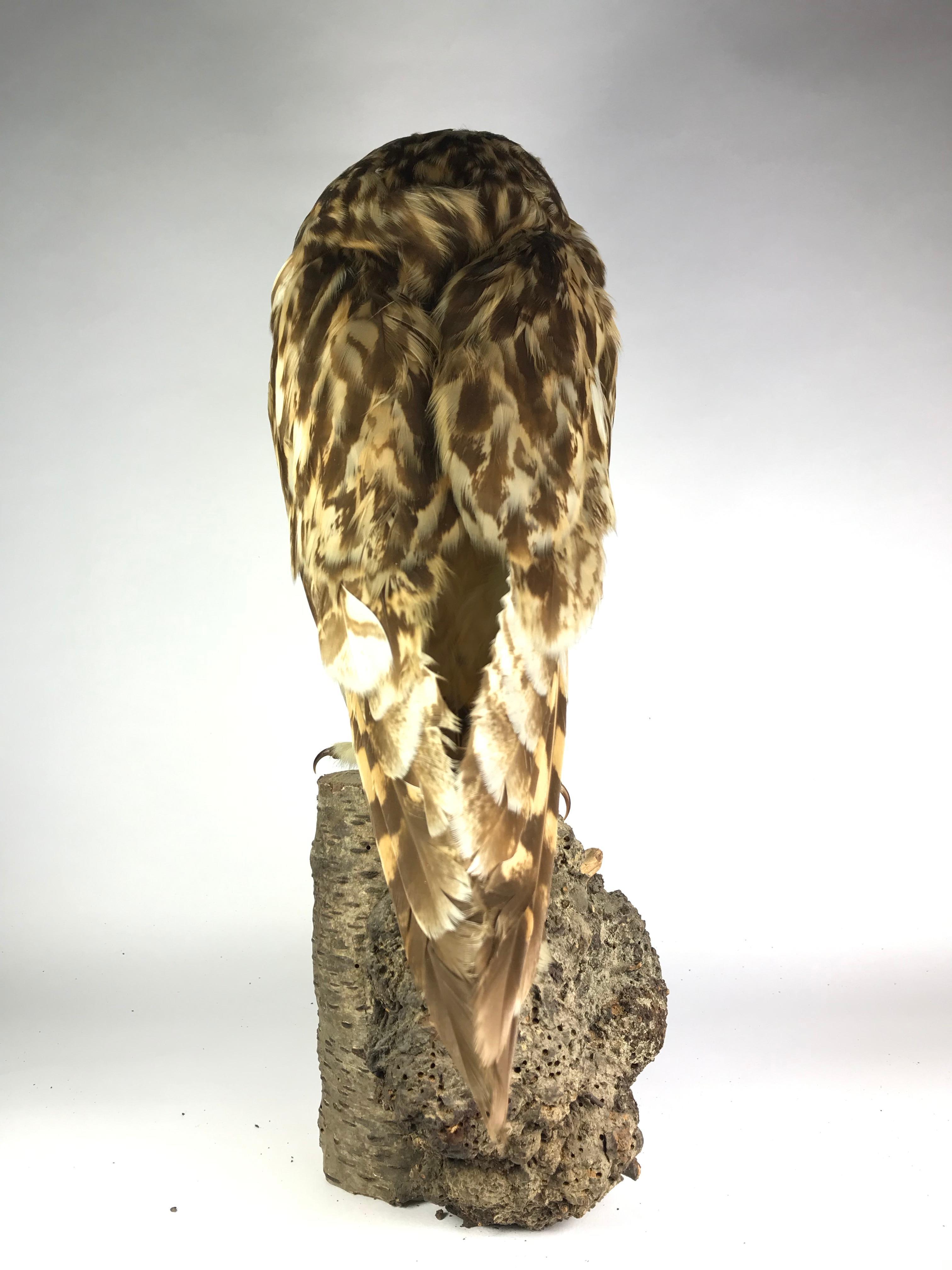 Late 20th Century Tawny or Wood Owl For Sale