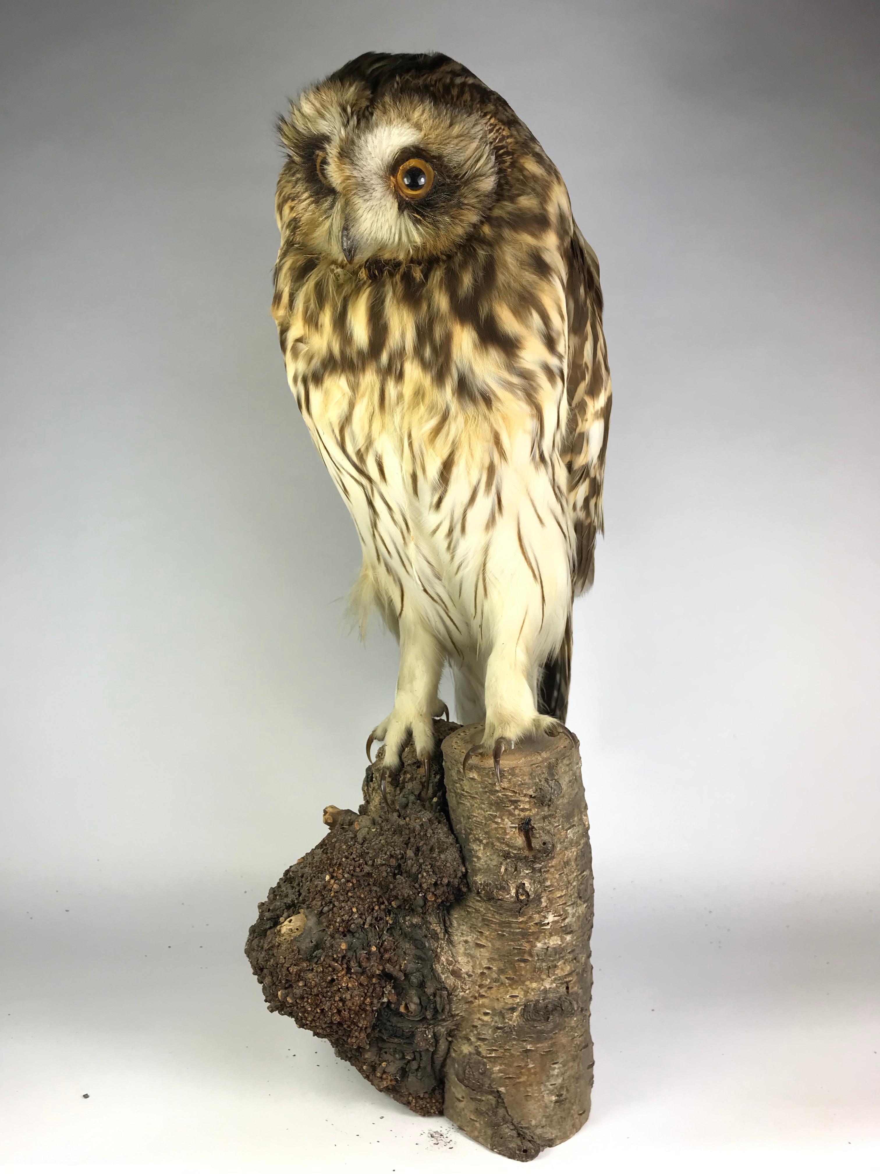Tawny or Wood Owl For Sale 2