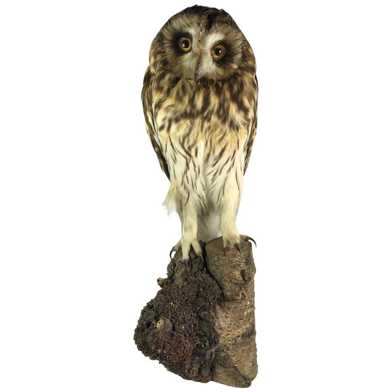 Tawny or Wood Owl For Sale at 1stDibs