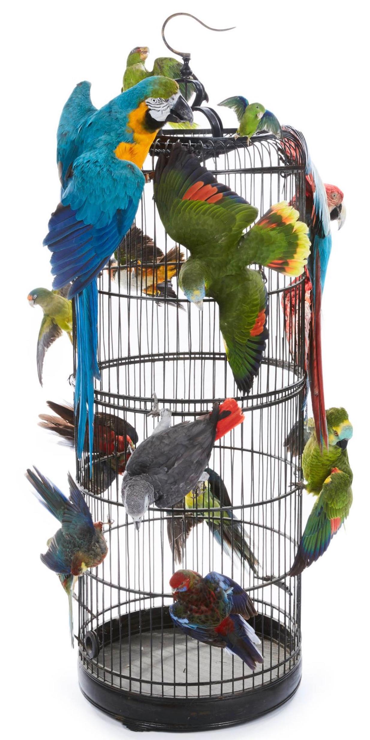 Quatorze magnifiques oiseaux exotiques perchés à l'extérieur d'une grande cage ronde en métal.
Hauteur totale : 1,57 m, largeur : 1 m.
Amazone à front blanc, toui à lunettes, ara bleu et jaune, caïque maïpourri, deux amazones à front bleu, ara
