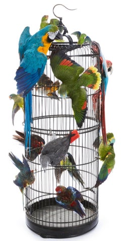 Taxidermie - Splendide cages aux Oiseaux - 14 perroquets et perruches