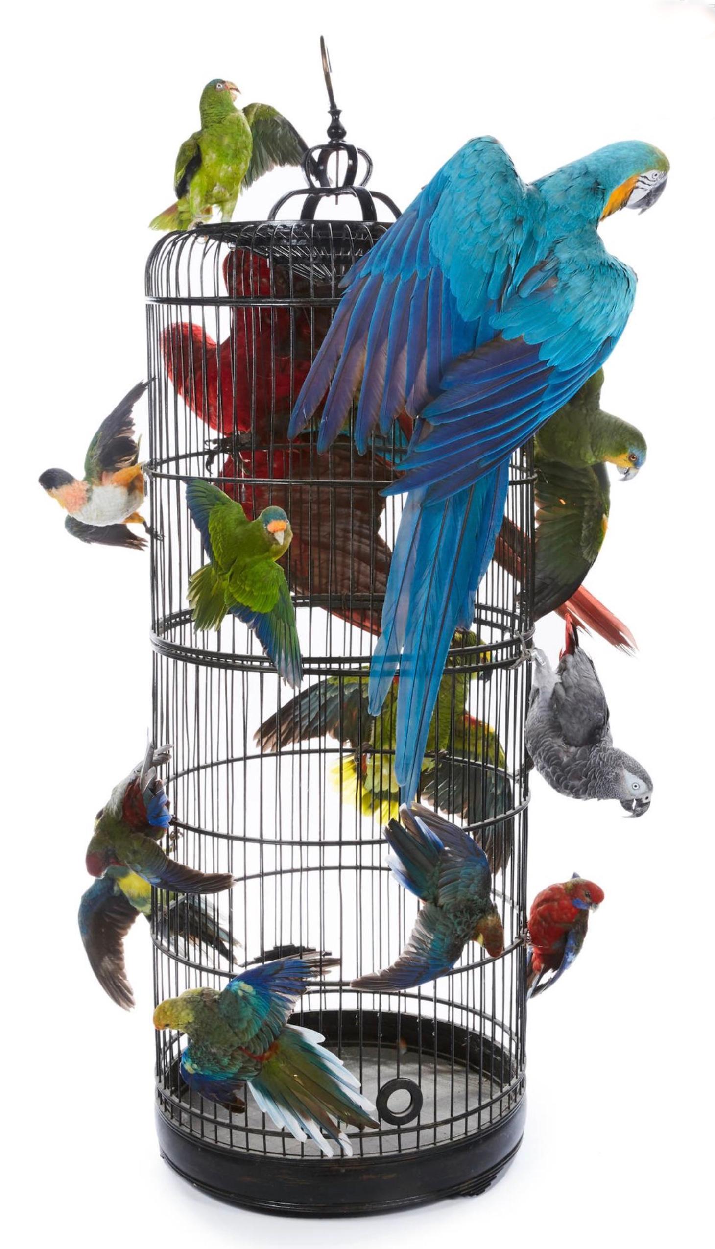 British Colonial Taxidermie - Splendide cages aux Oiseaux - 14 perroquets et perruches For Sale