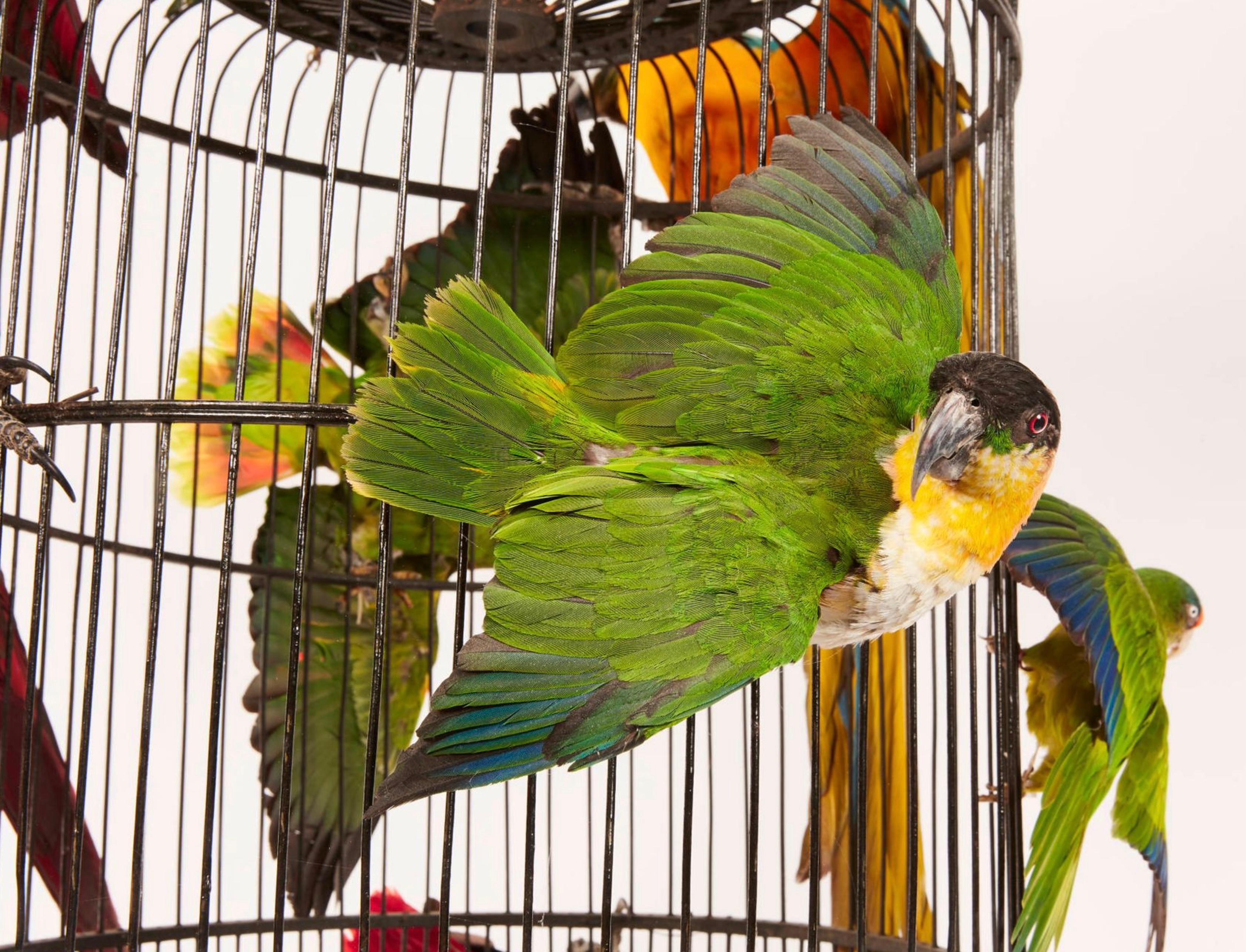 Colonial britannique Taxidermie - Splendide cages aux Oiseaux - 14 perroquets et perruches en vente
