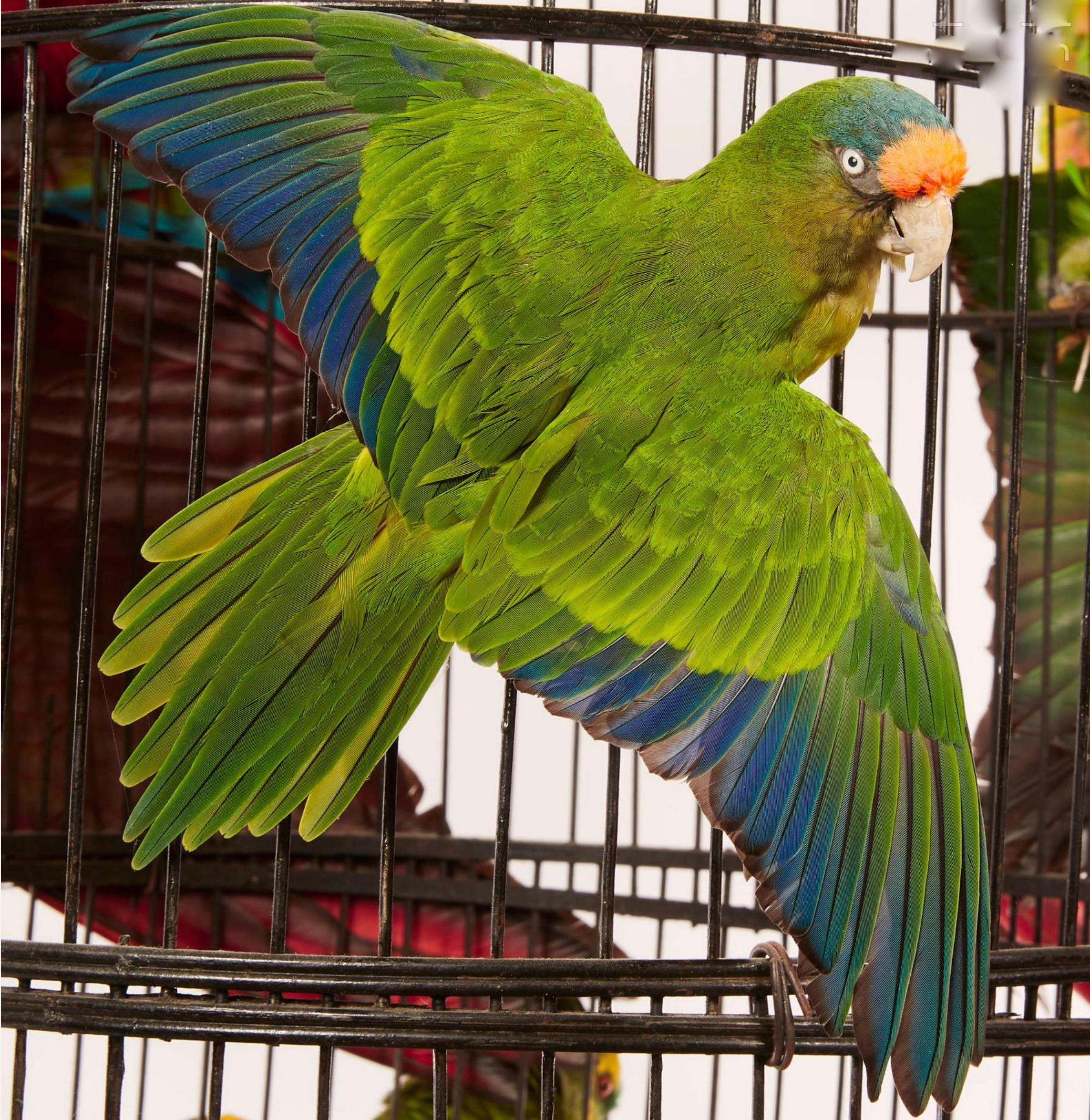 Autre Taxidermie - Splendide cages aux Oiseaux - 14 perroquets et perruches en vente