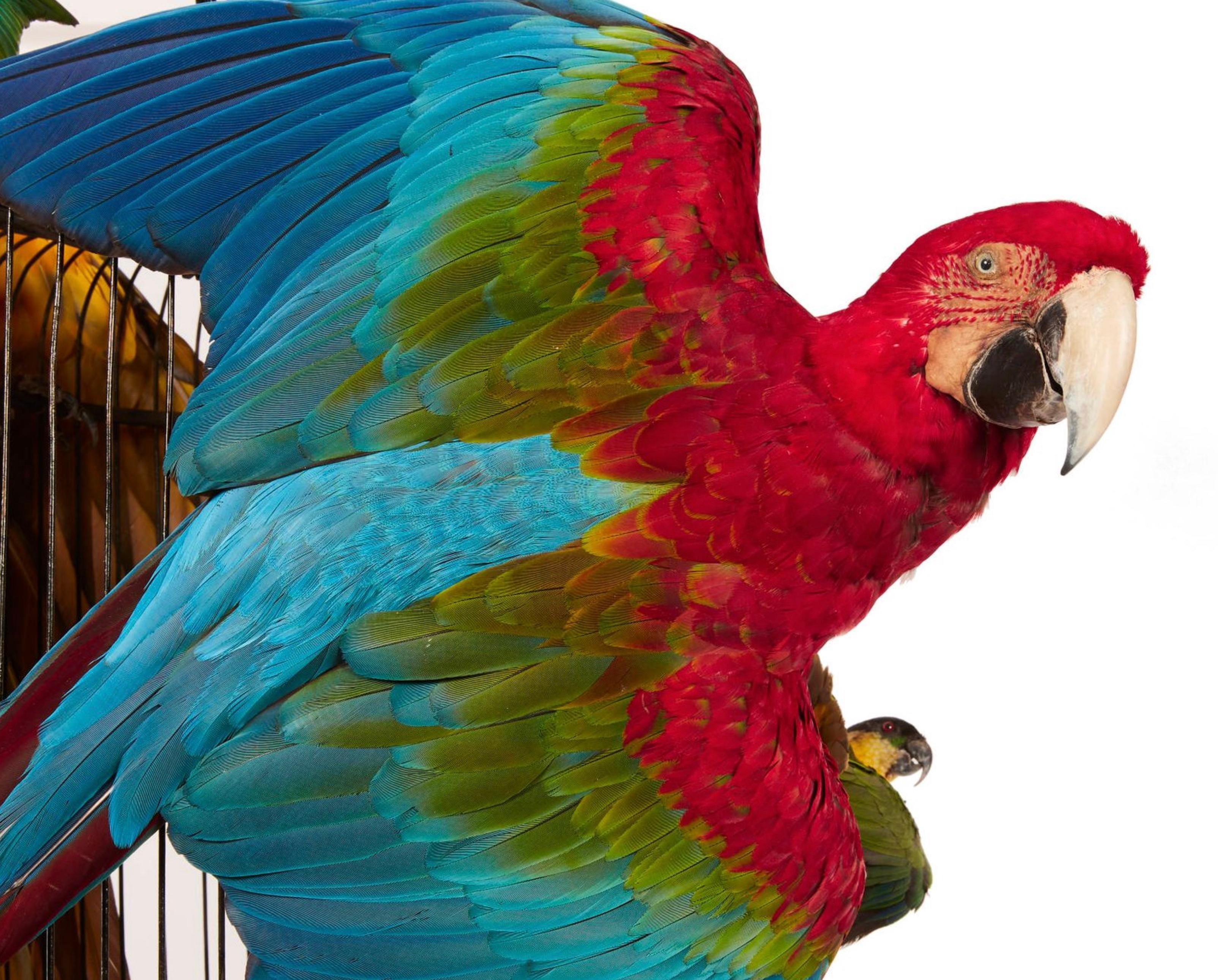 XXIe siècle et contemporain Taxidermie - Splendide cages aux Oiseaux - 14 perroquets et perruches en vente