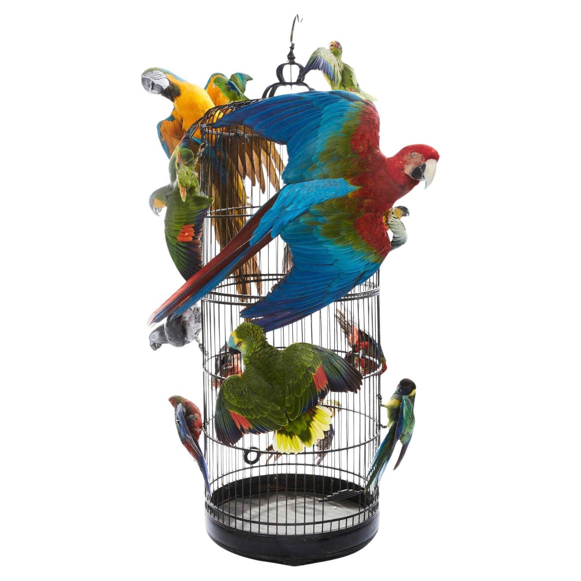 Taxidermie - Splendide cages aux Oiseaux - 14 perroquets et perruches en vente