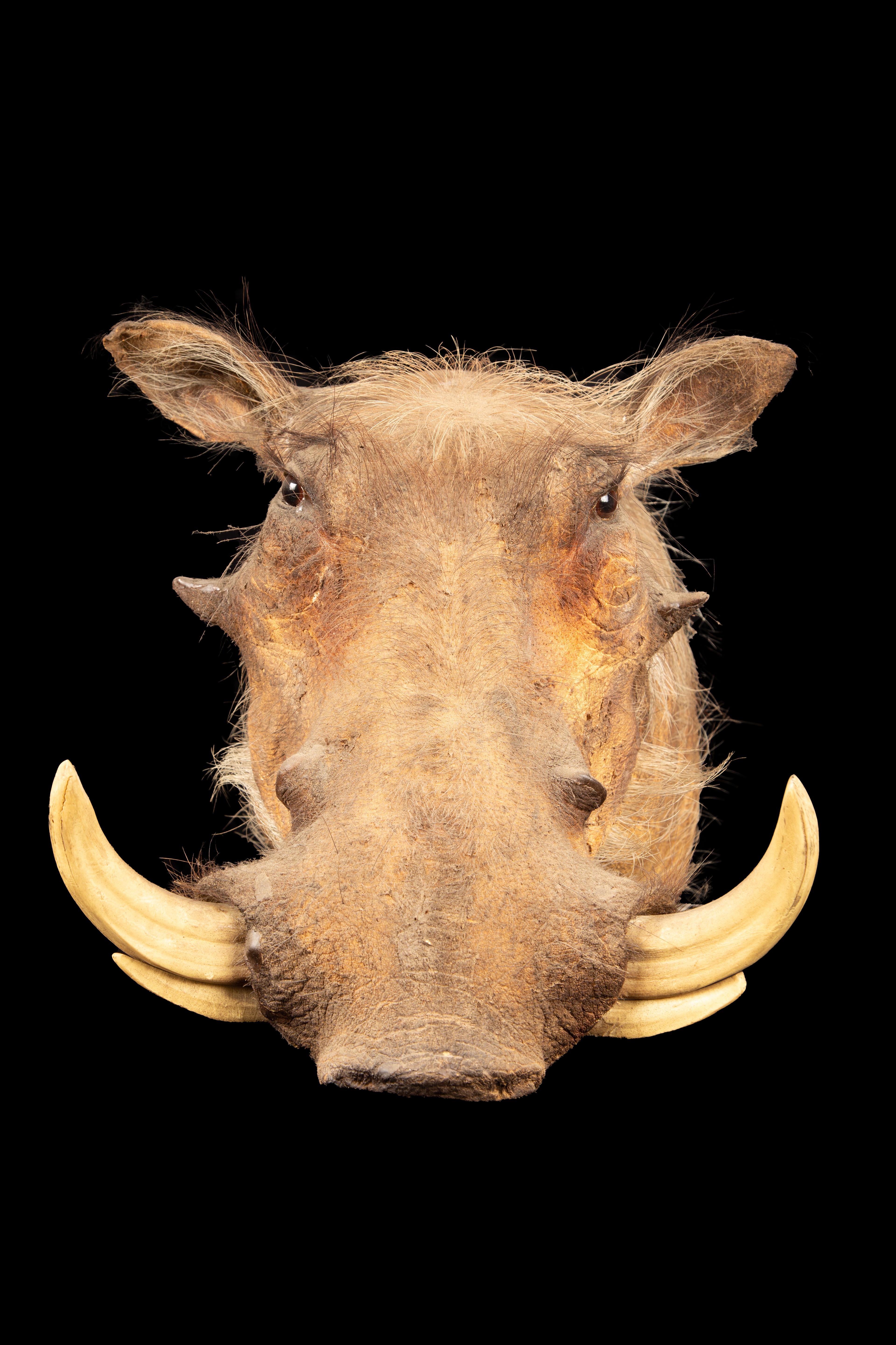 This shoulder mount taxidermy African warthog is a stunning piece of craftsmanship that captures the essence of this unique animal. With a height of 19 inches and dimensions of 14