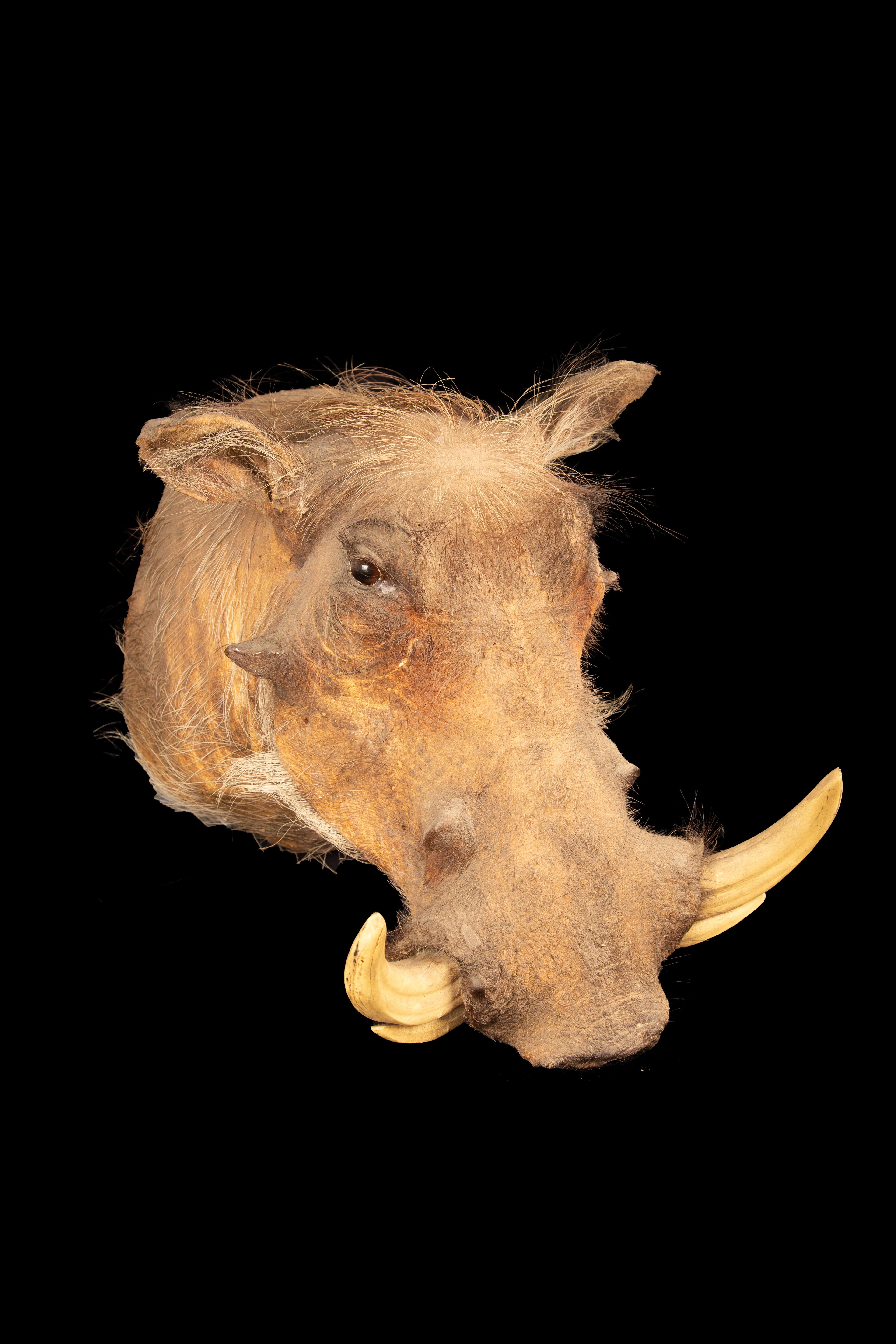 taxidermy warthog