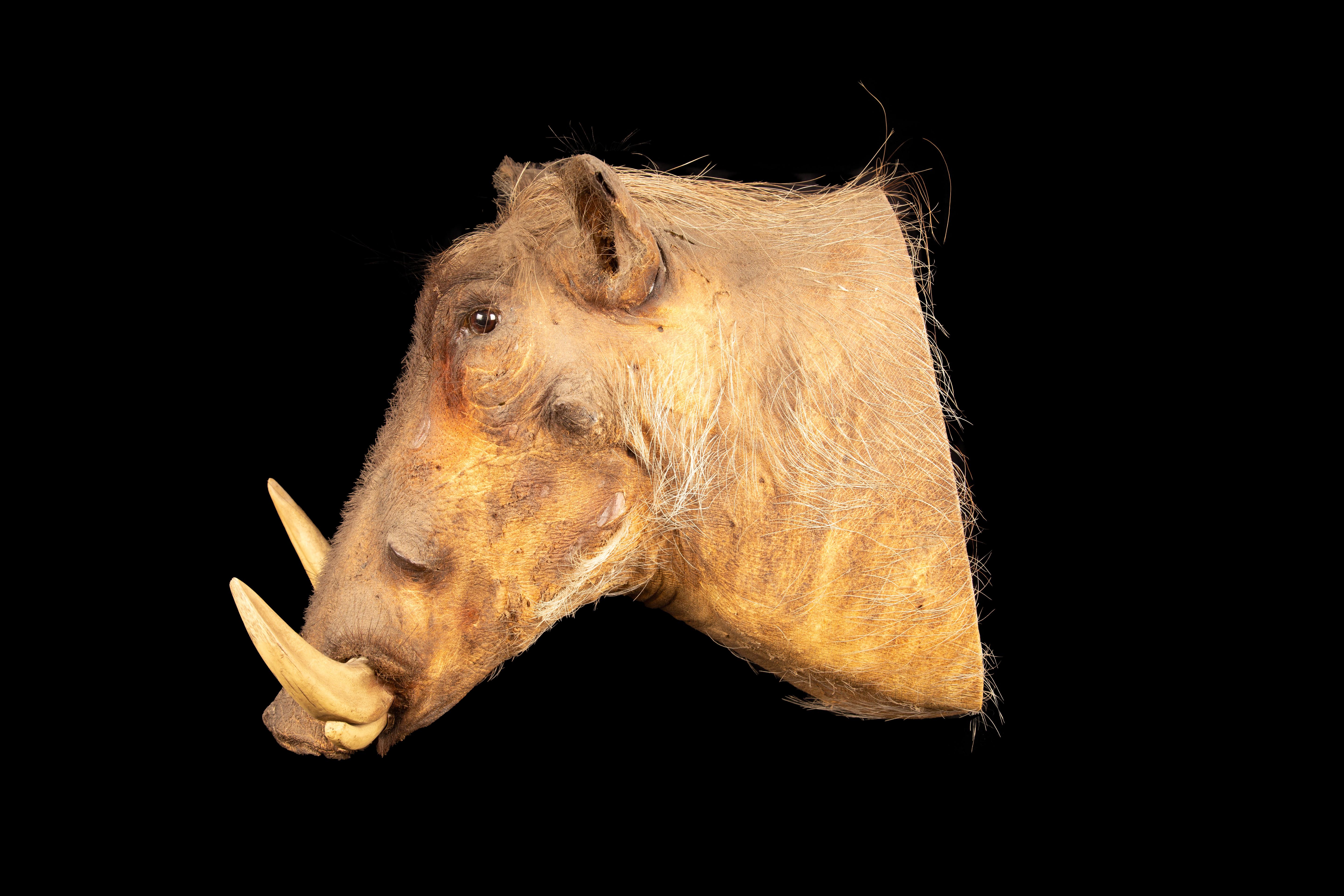 warthog mount