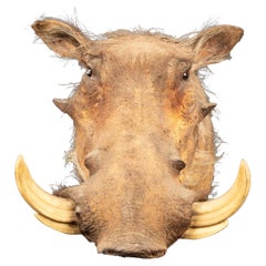 Taxidermy Wall Mount African Warthog