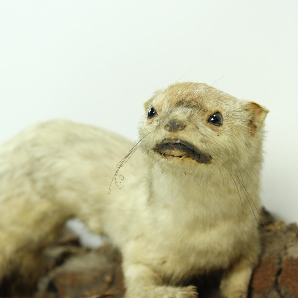 Beautiful hunting trophy from a castle in Slovakia. The white weasel was taxidermied and used hanging on the walls of the hunting trophy room. Very life-like. Taxidermied beautifully into a natural position with even the whikers viible. Standing on
