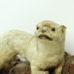 Taxidermied Life-Like Weasel on Natural Pine Base, Czecholovakia, circa 1930s