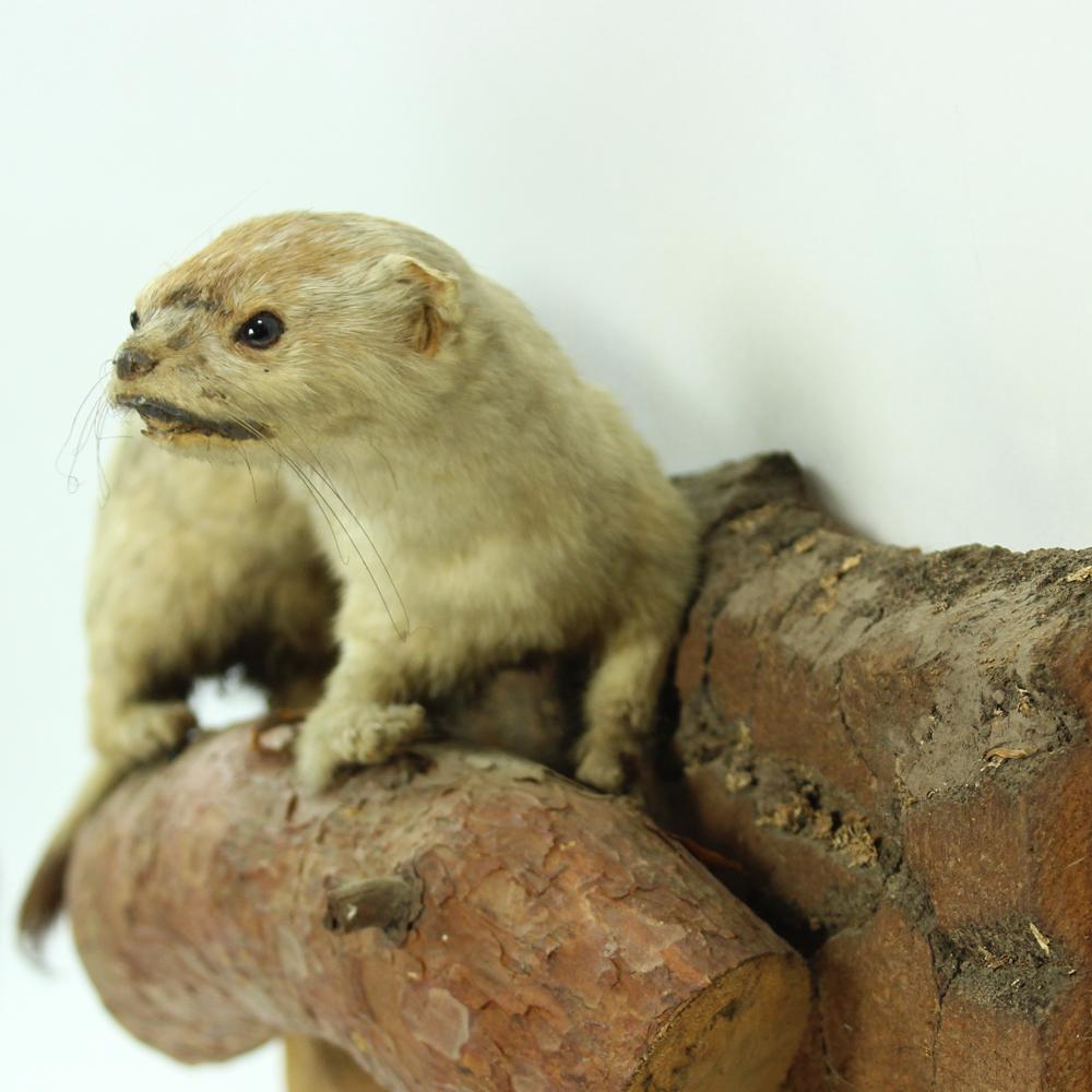 Taxidermied Life-Like Weasel on Natural Pine Base, Czecholovakia, circa 1930s In Good Condition For Sale In Zohor, SK