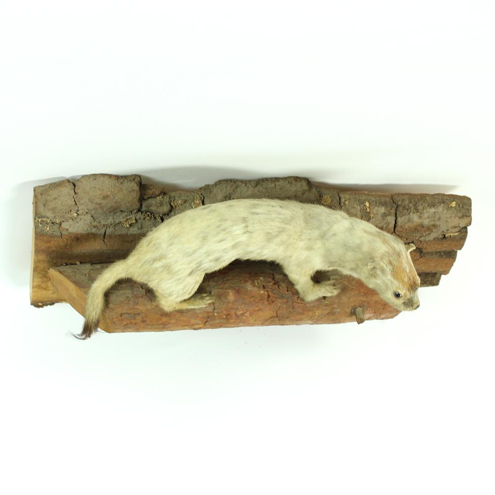 20th Century Taxidermied Life-Like Weasel on Natural Pine Base, Czecholovakia, circa 1930s For Sale