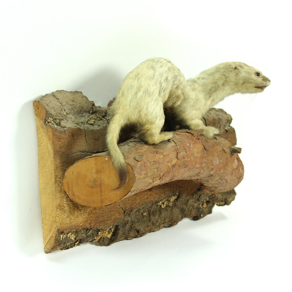 Organic Material Taxidermied Life-Like Weasel on Natural Pine Base, Czecholovakia, circa 1930s For Sale