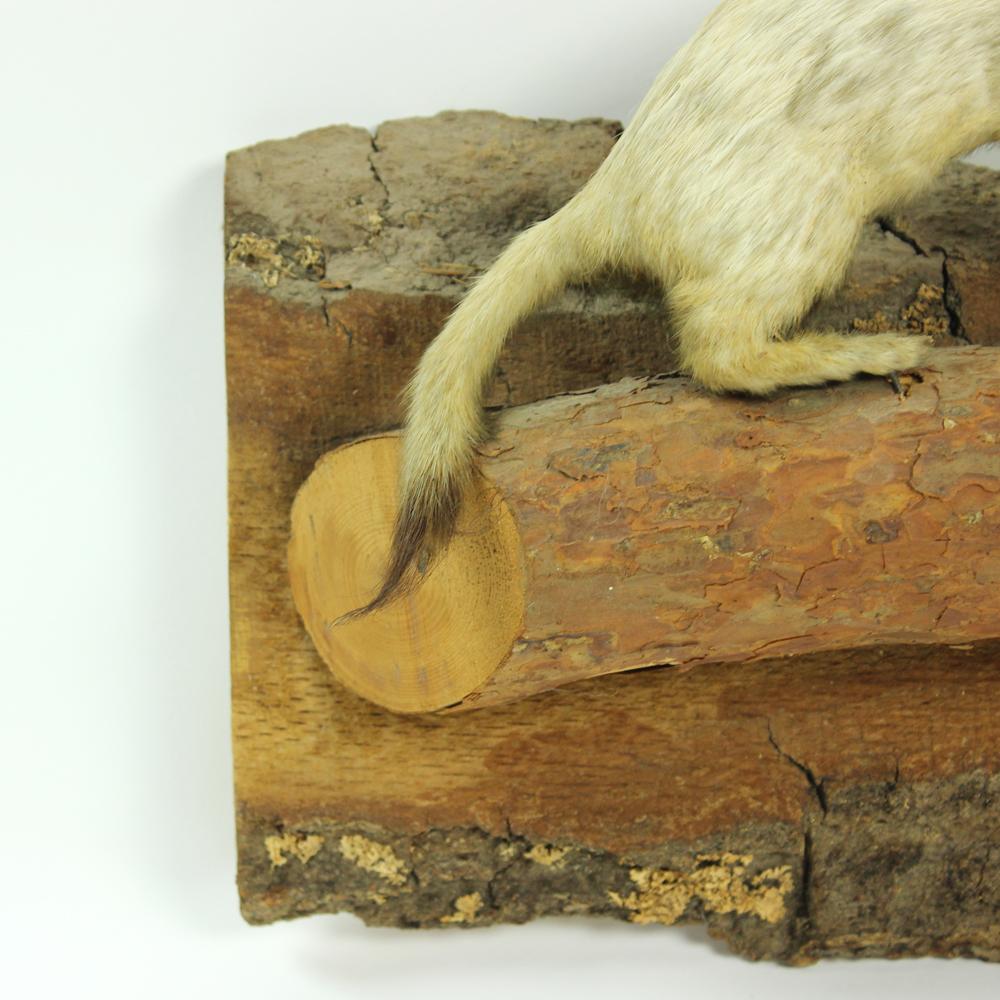Taxidermied Life-Like Weasel on Natural Pine Base, Czecholovakia, circa 1930s For Sale 1