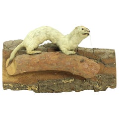 Taxidermied Life-Like Weasel on Natural Pine Base, Czecholovakia, circa 1930s