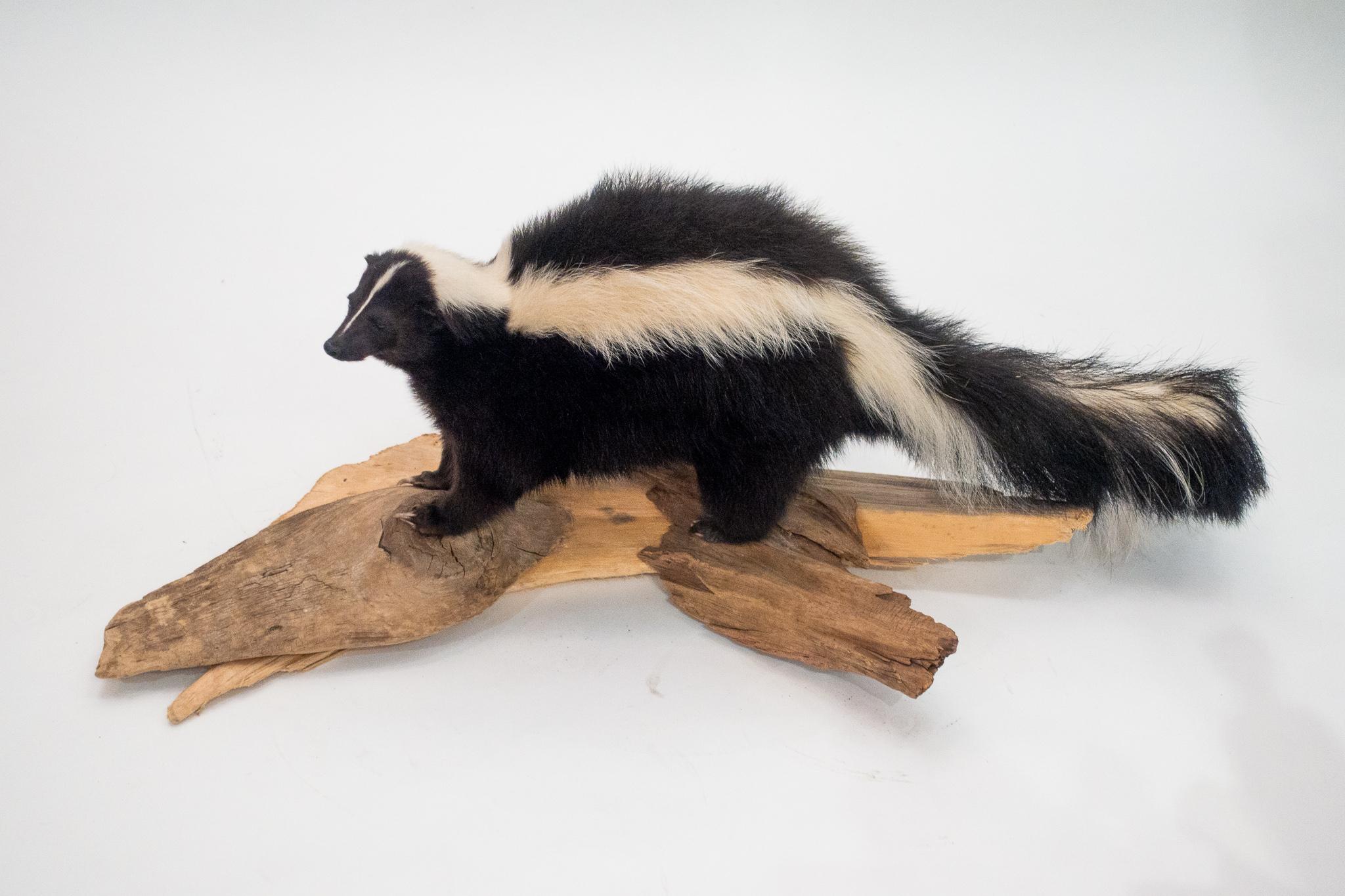 Beautifully mounted black and white taxidermy skunk on a naturalist wood base. Your own Pepe le Pew!!