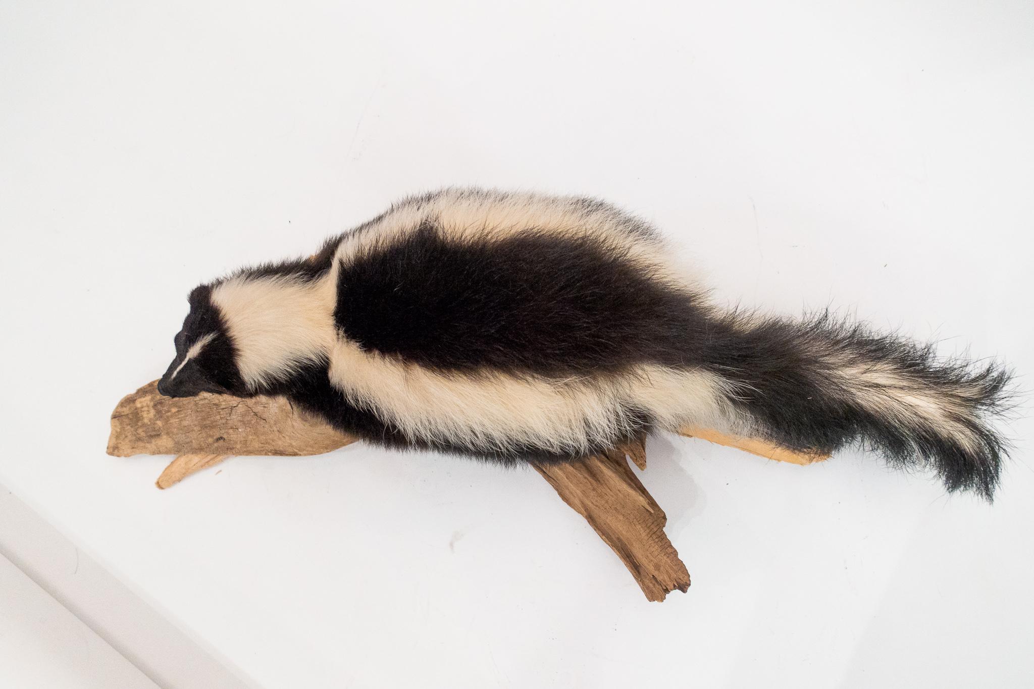 Victorian Taxidermied Skunk Mounted on a Naturalistic Wood Base