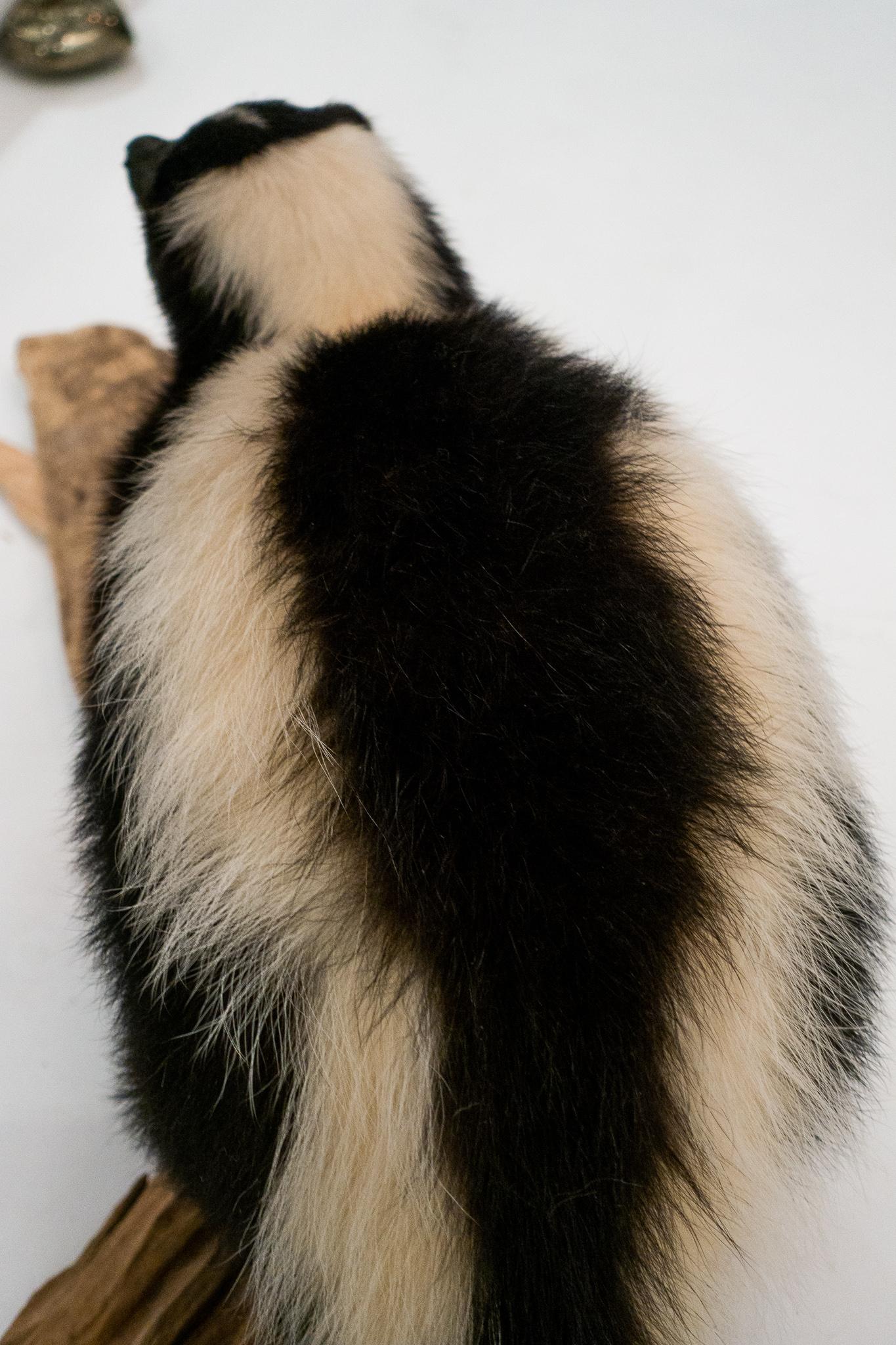 American Taxidermied Skunk Mounted on a Naturalistic Wood Base