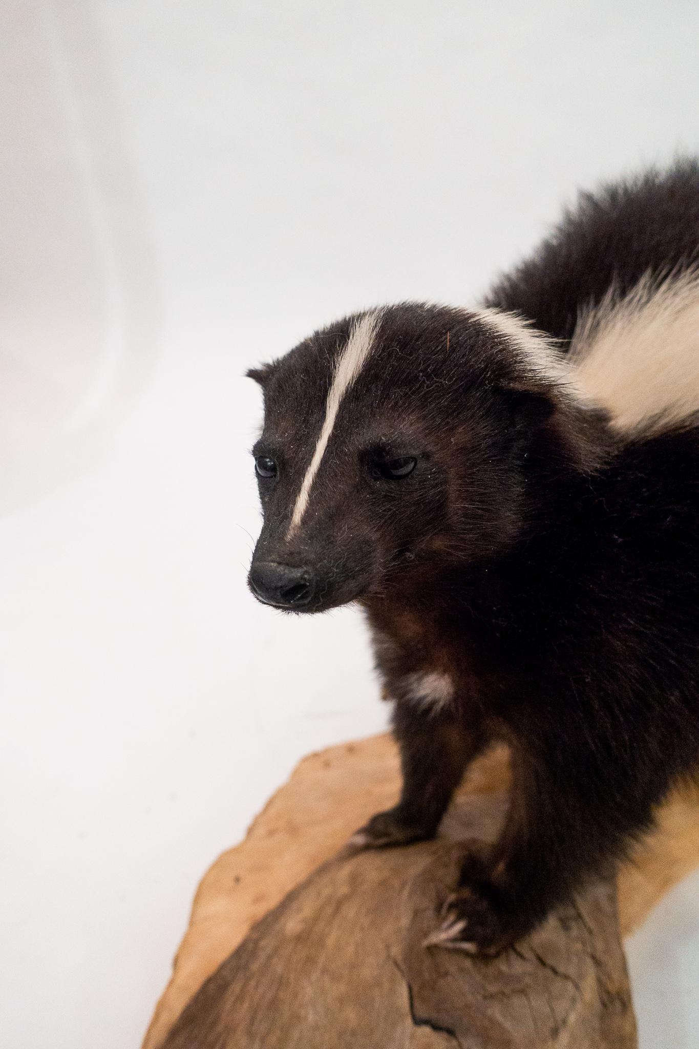 Taxidermied Skunk Mounted on a Naturalistic Wood Base In Good Condition In New York, NY
