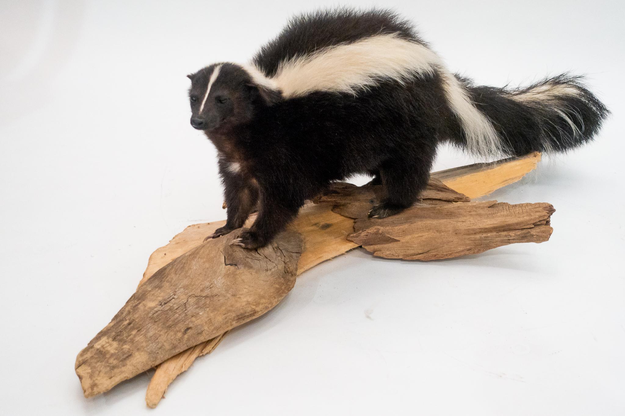 Contemporary Taxidermied Skunk Mounted on a Naturalistic Wood Base