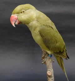 Taxidermy Alexandrine Parakeet on Stand