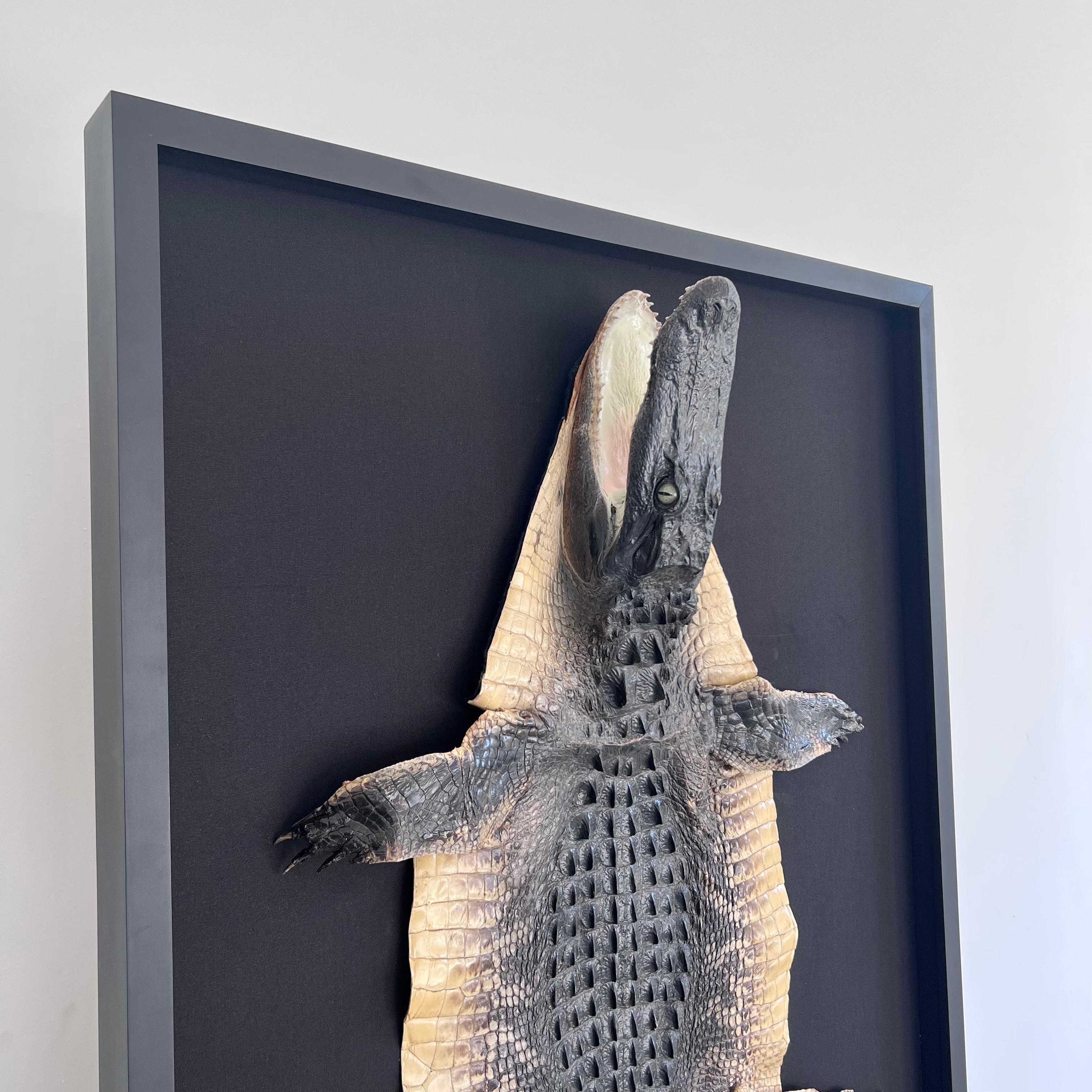 Taxidermy Alligator, 1970s For Sale 1