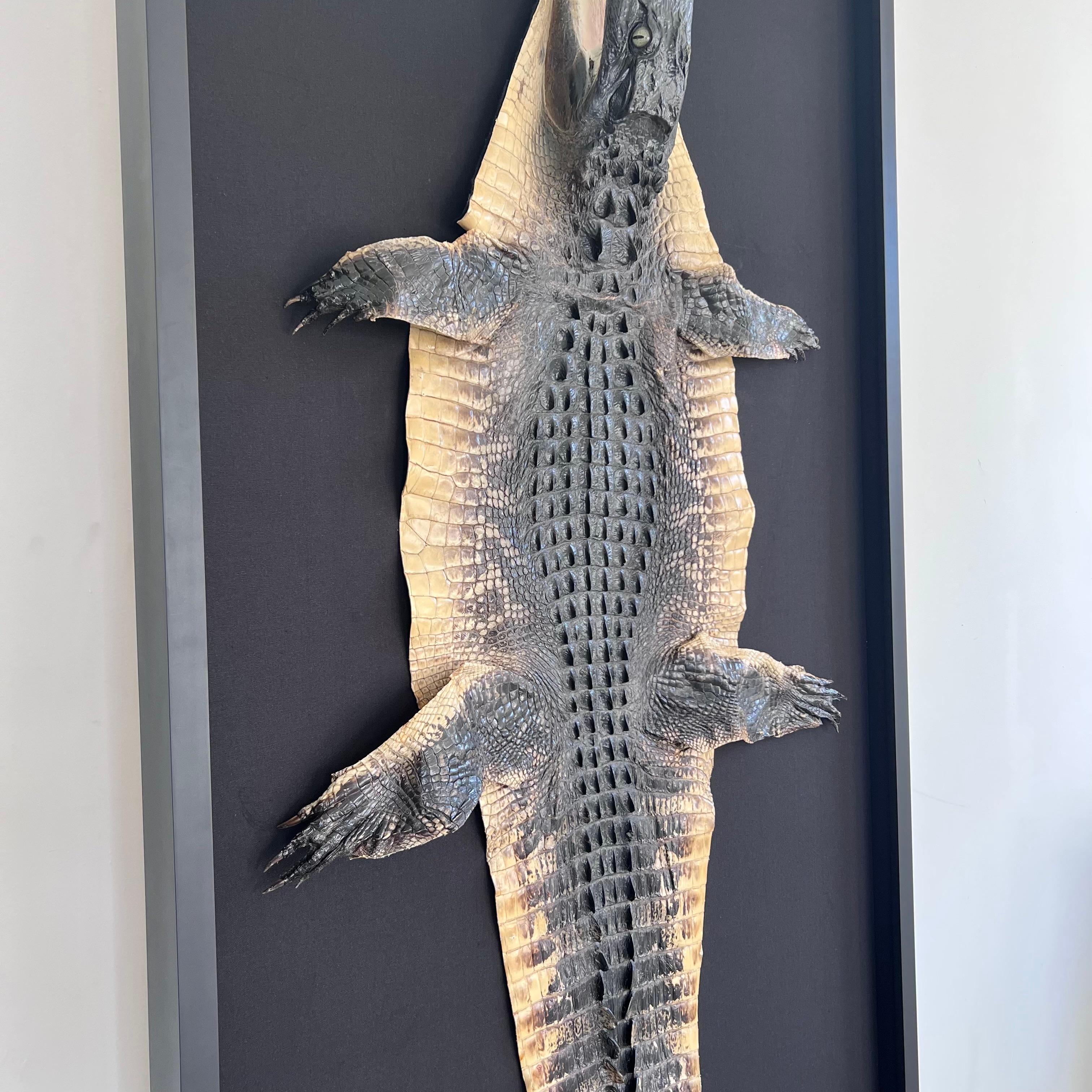Taxidermy Alligator, 1970s For Sale 2