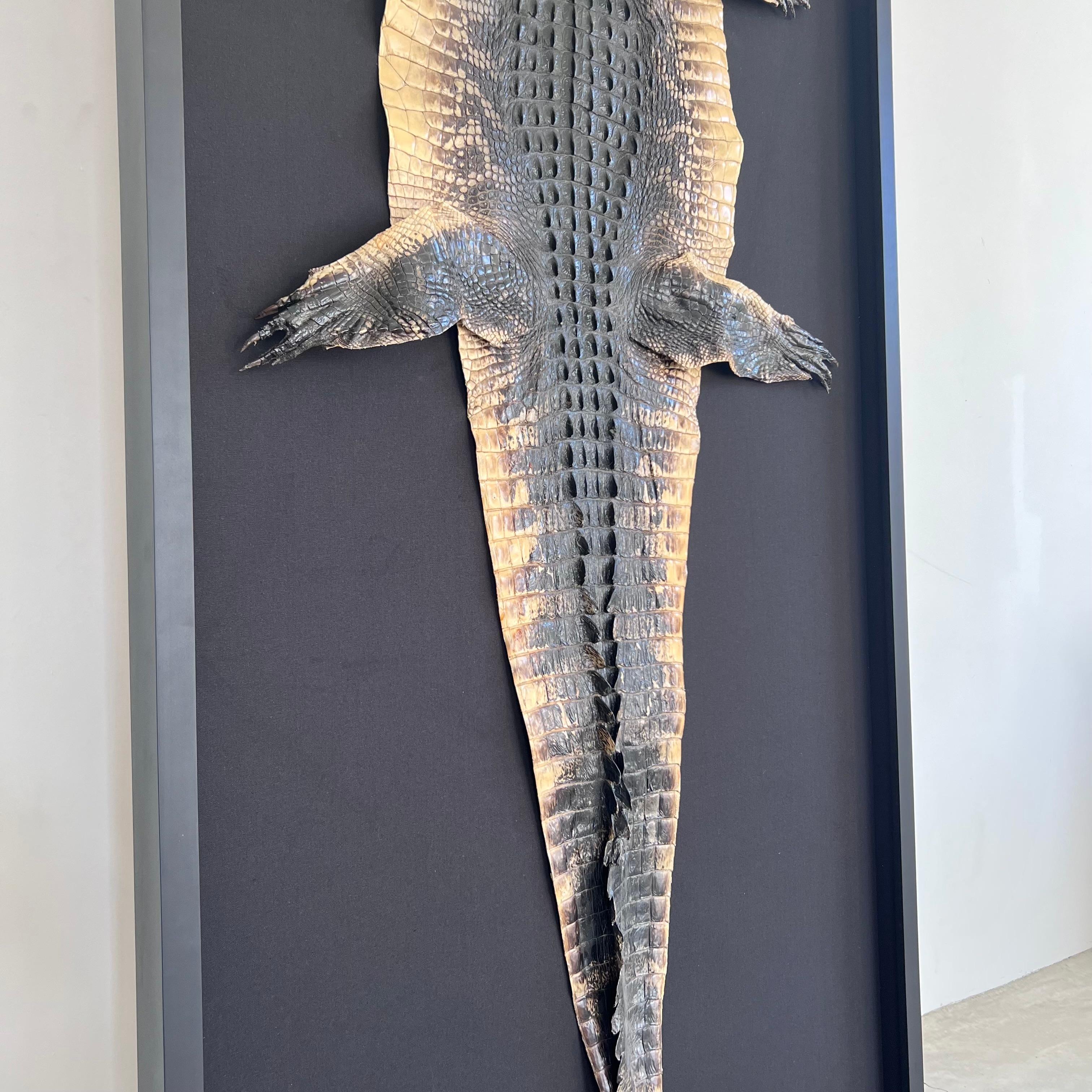 Taxidermy Alligator, 1970s For Sale 3