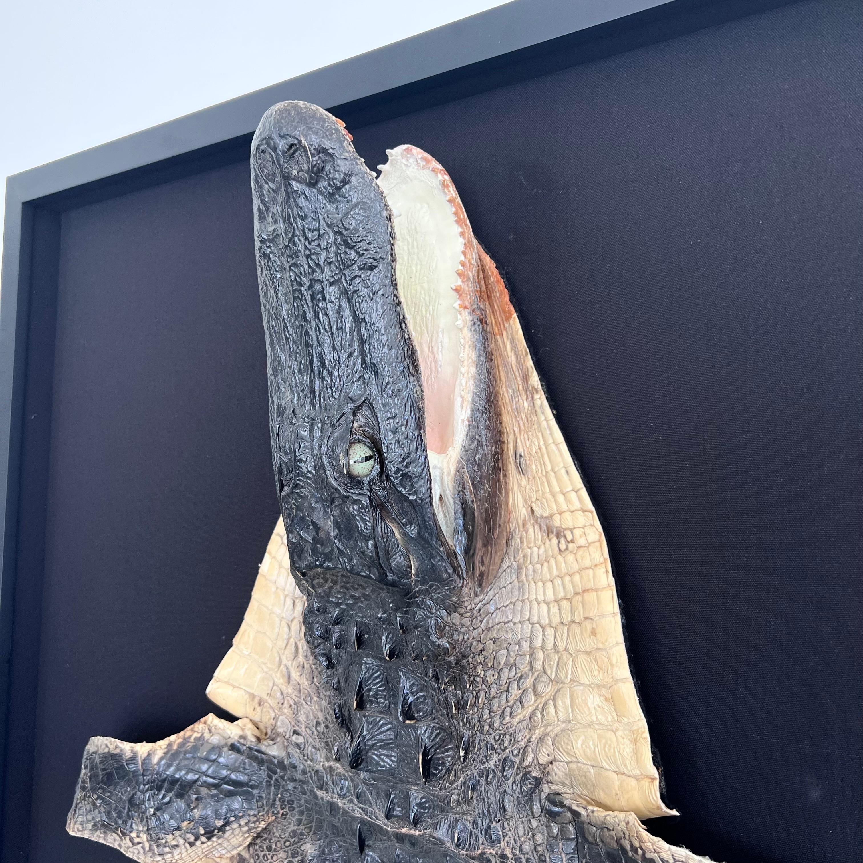 Taxidermy Alligator, 1970s For Sale 4