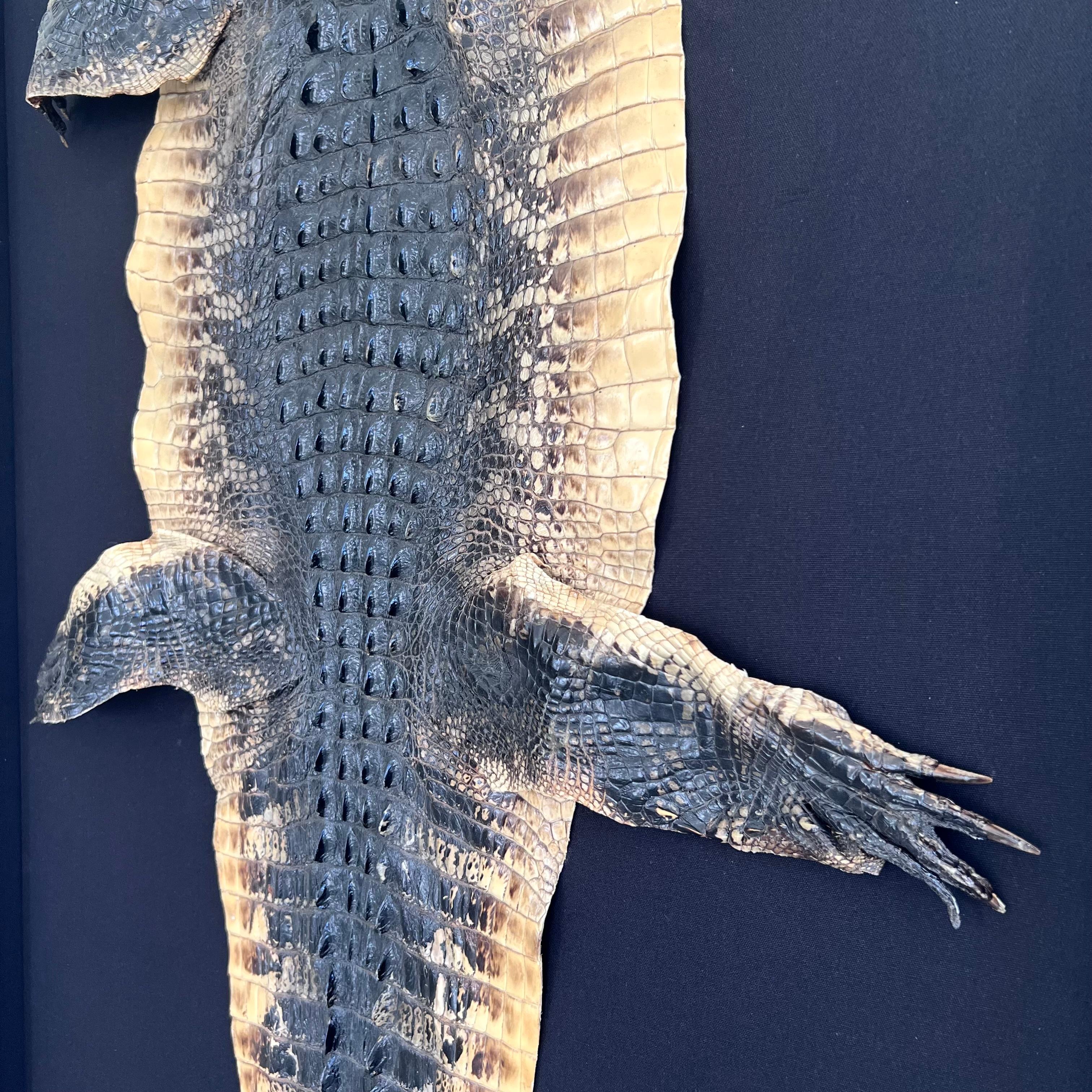 Taxidermy Alligator, 1970s For Sale 7