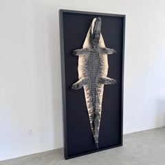 Taxidermy Alligator, 1970s