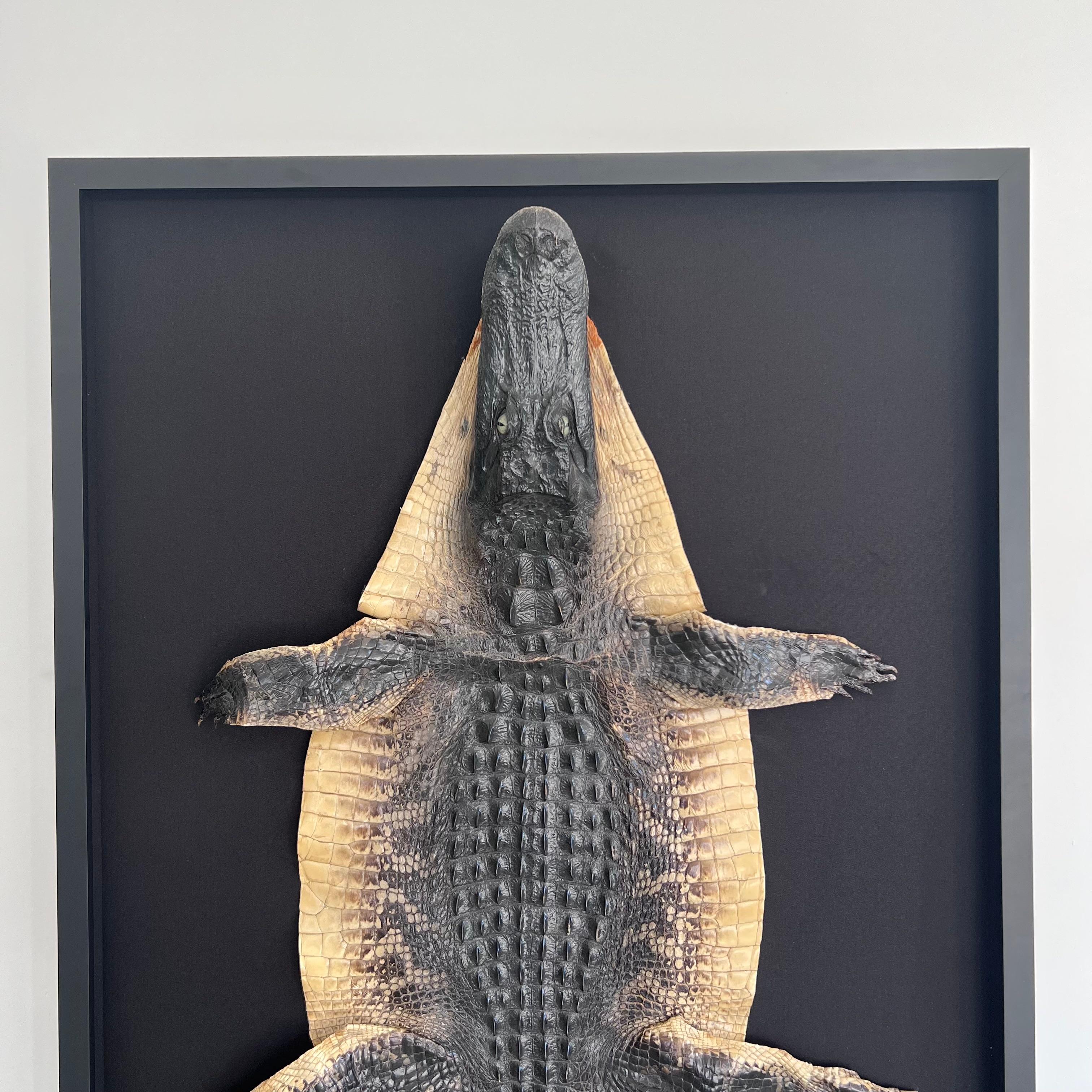 alligator rug mount