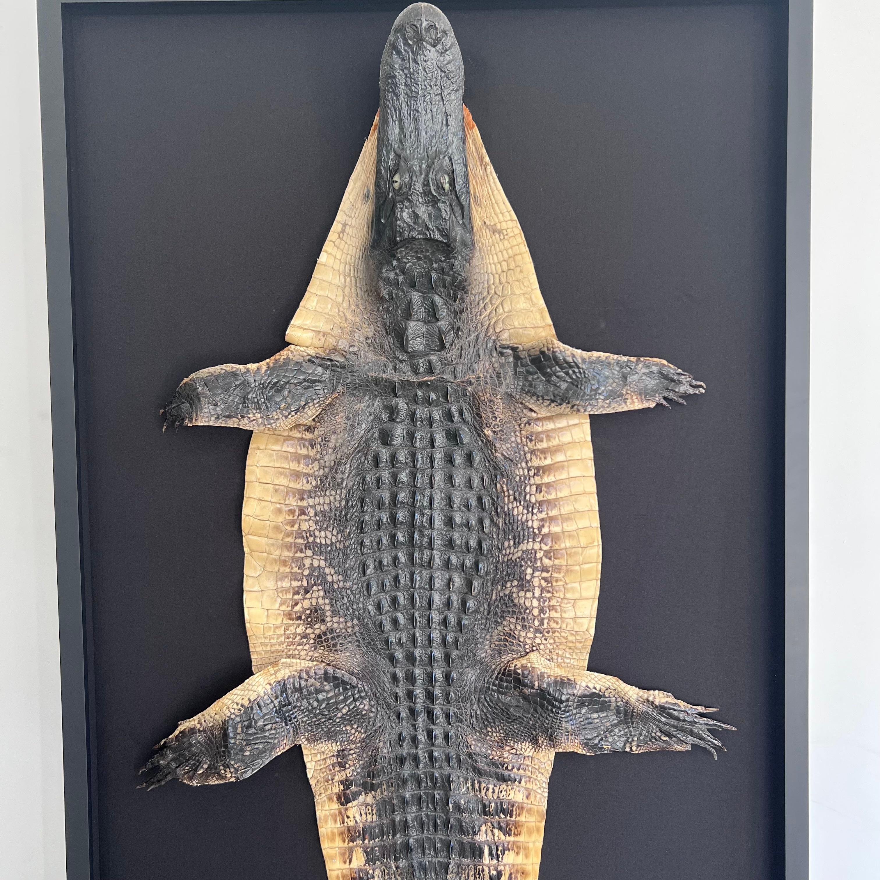 American Taxidermy Alligator, 1970s For Sale