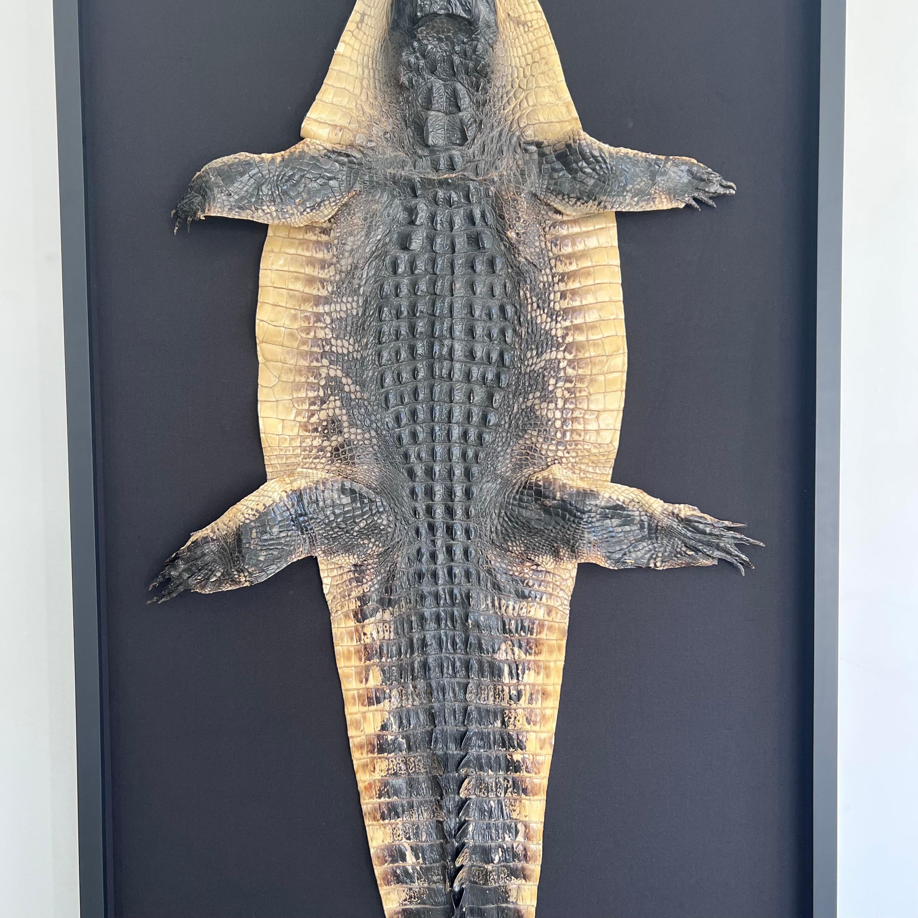 Taxidermy Alligator, 1970s In Good Condition For Sale In Los Angeles, CA