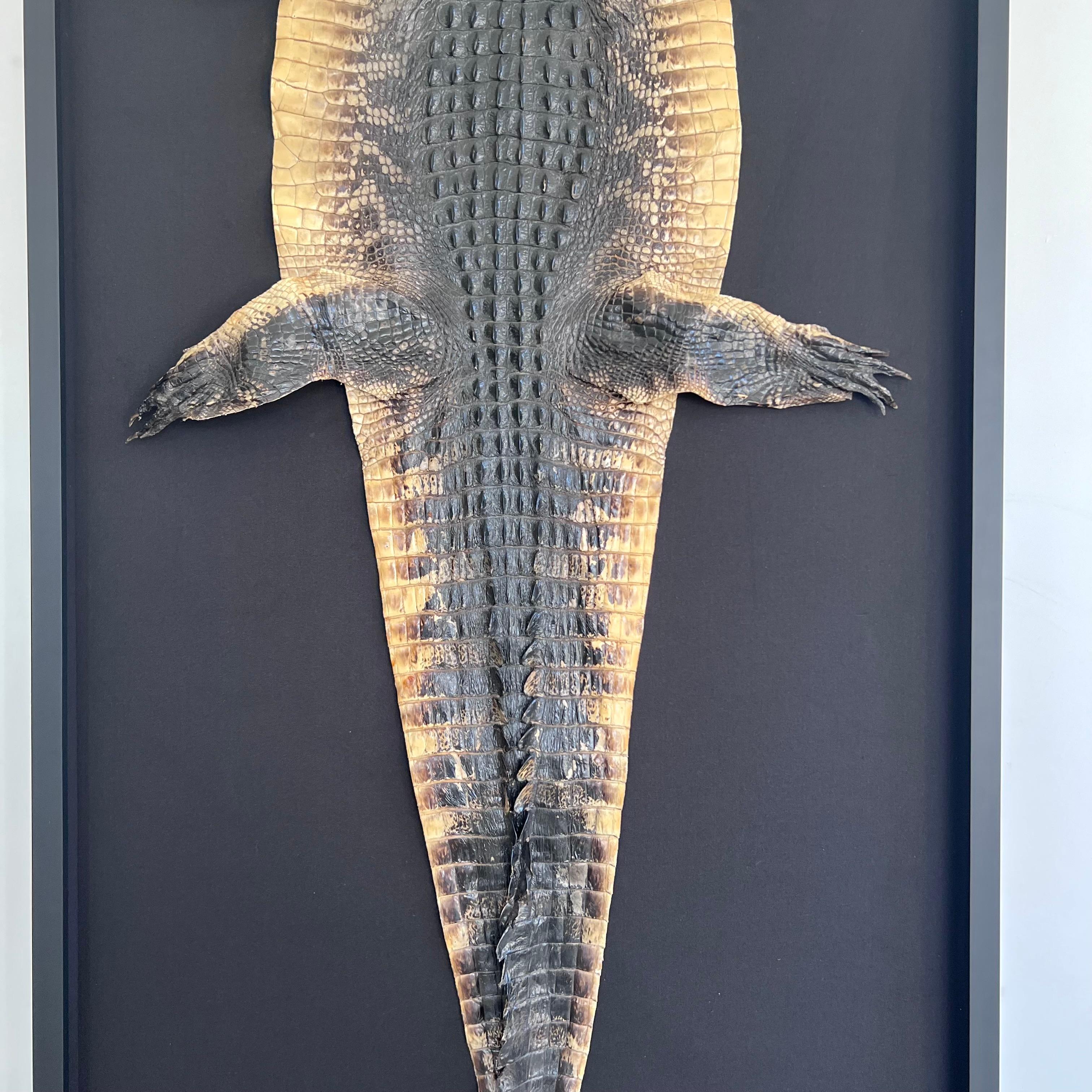 Late 20th Century Taxidermy Alligator, 1970s For Sale